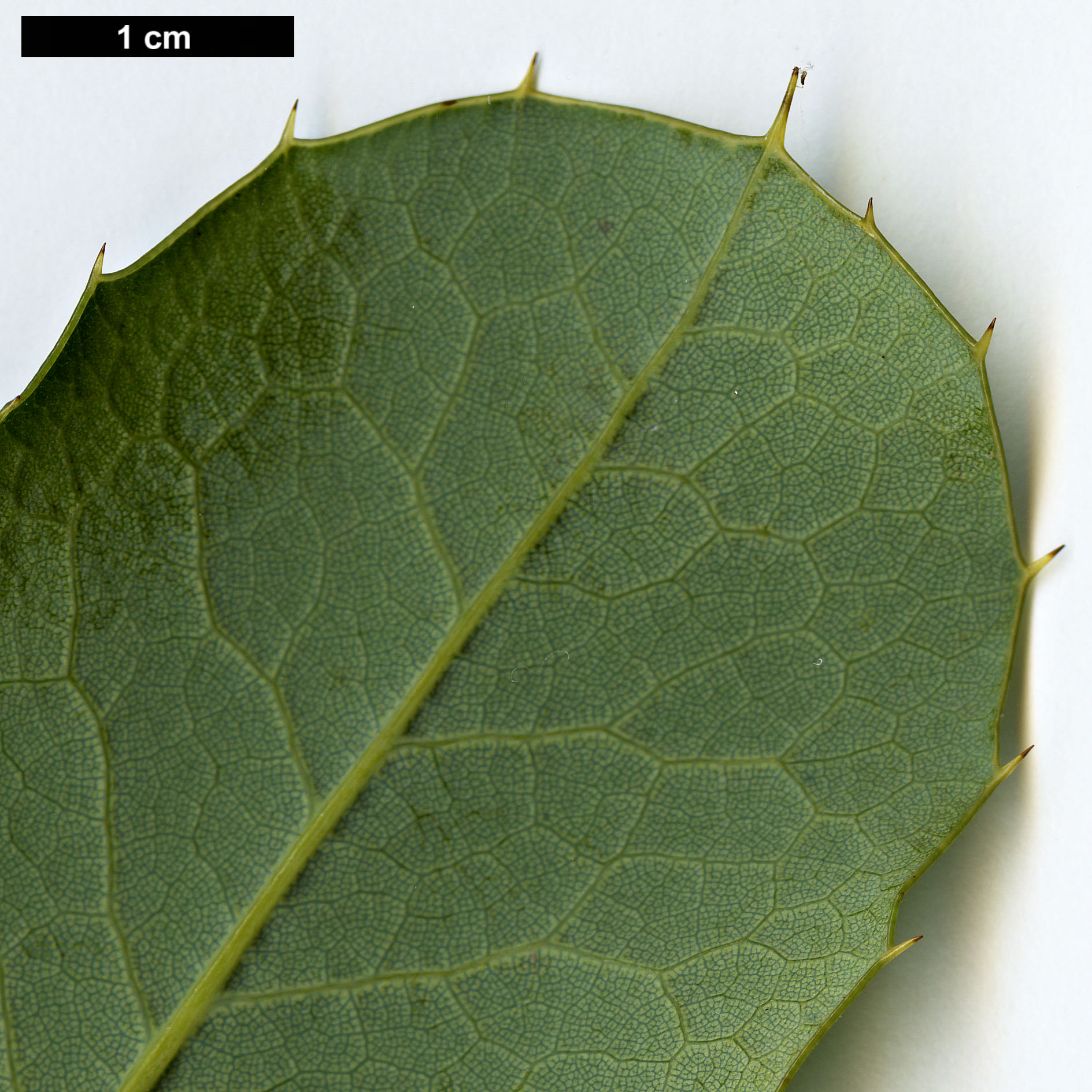 High resolution image: Family: Berberidaceae - Genus: Mahonia - Taxon: paxii