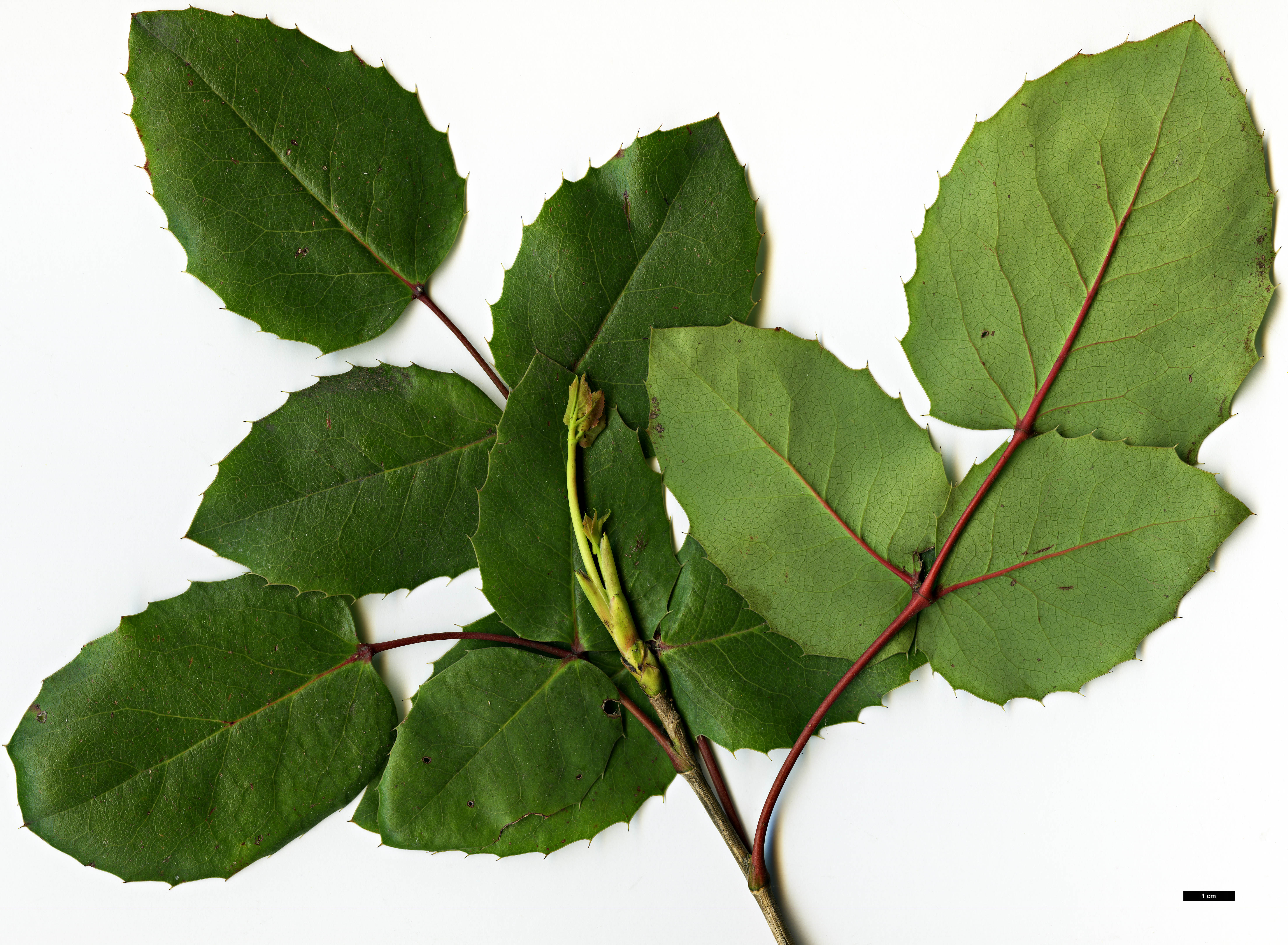 High resolution image: Family: Berberidaceae - Genus: Mahonia - Taxon: repens