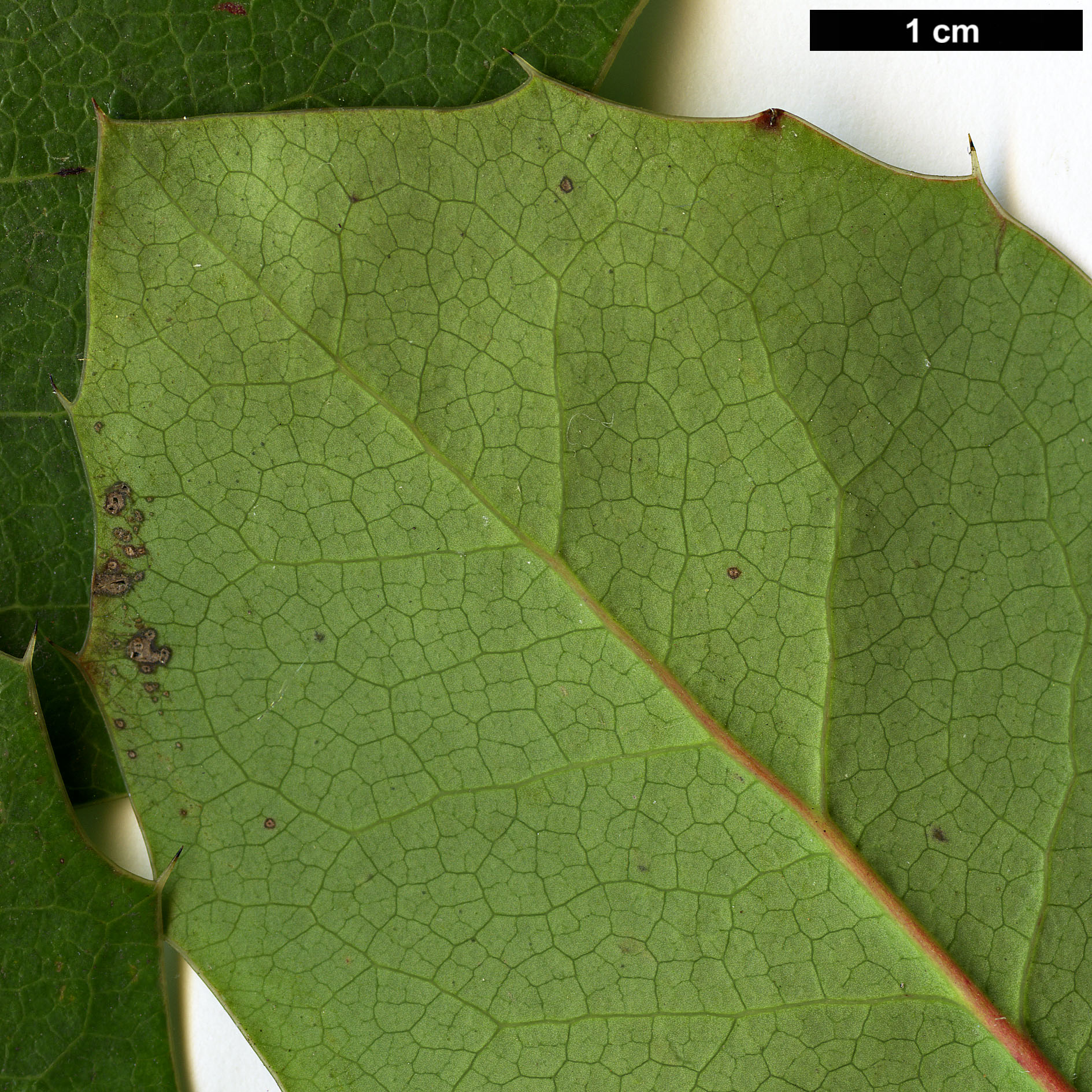High resolution image: Family: Berberidaceae - Genus: Mahonia - Taxon: repens