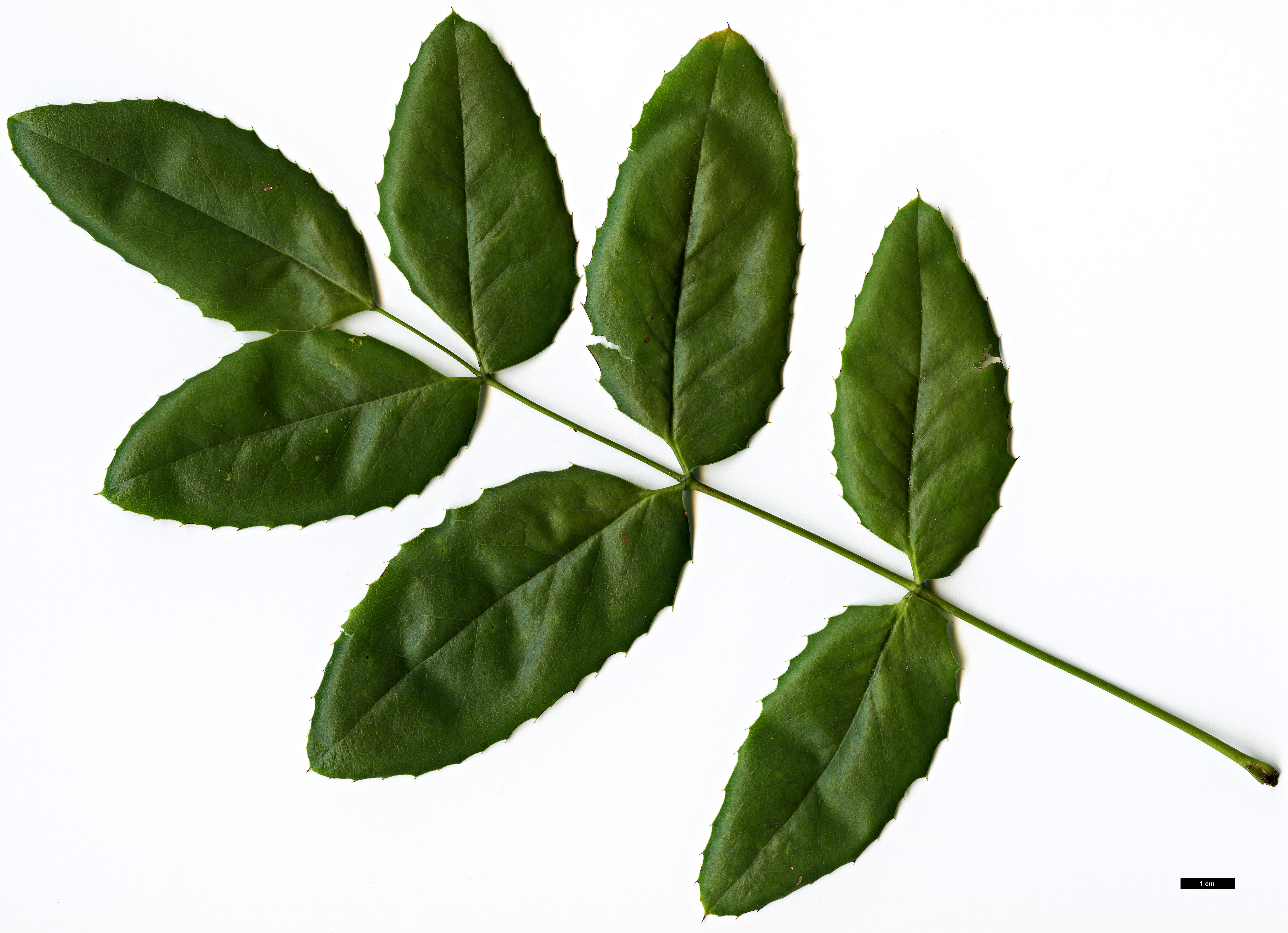 High resolution image: Family: Berberidaceae - Genus: Mahonia - Taxon: repens