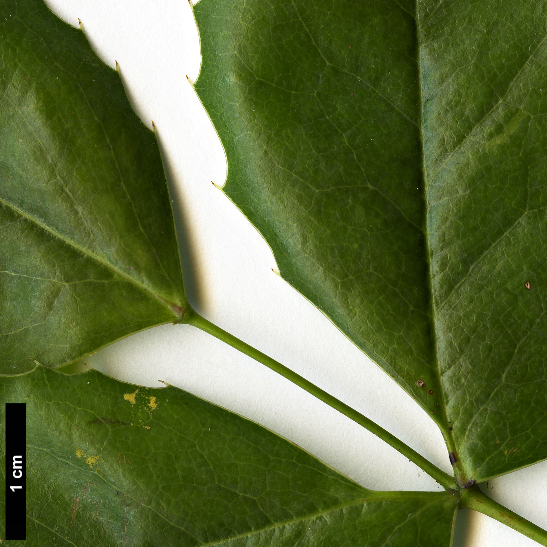 High resolution image: Family: Berberidaceae - Genus: Mahonia - Taxon: repens