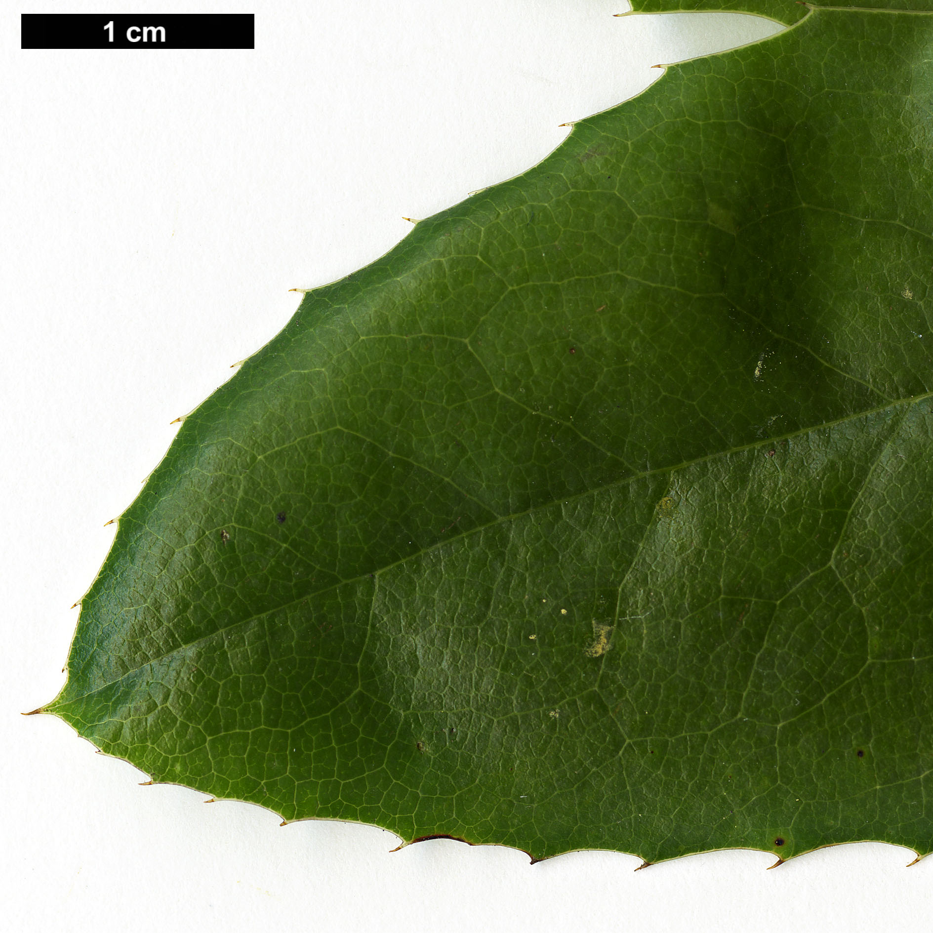 High resolution image: Family: Berberidaceae - Genus: Mahonia - Taxon: repens