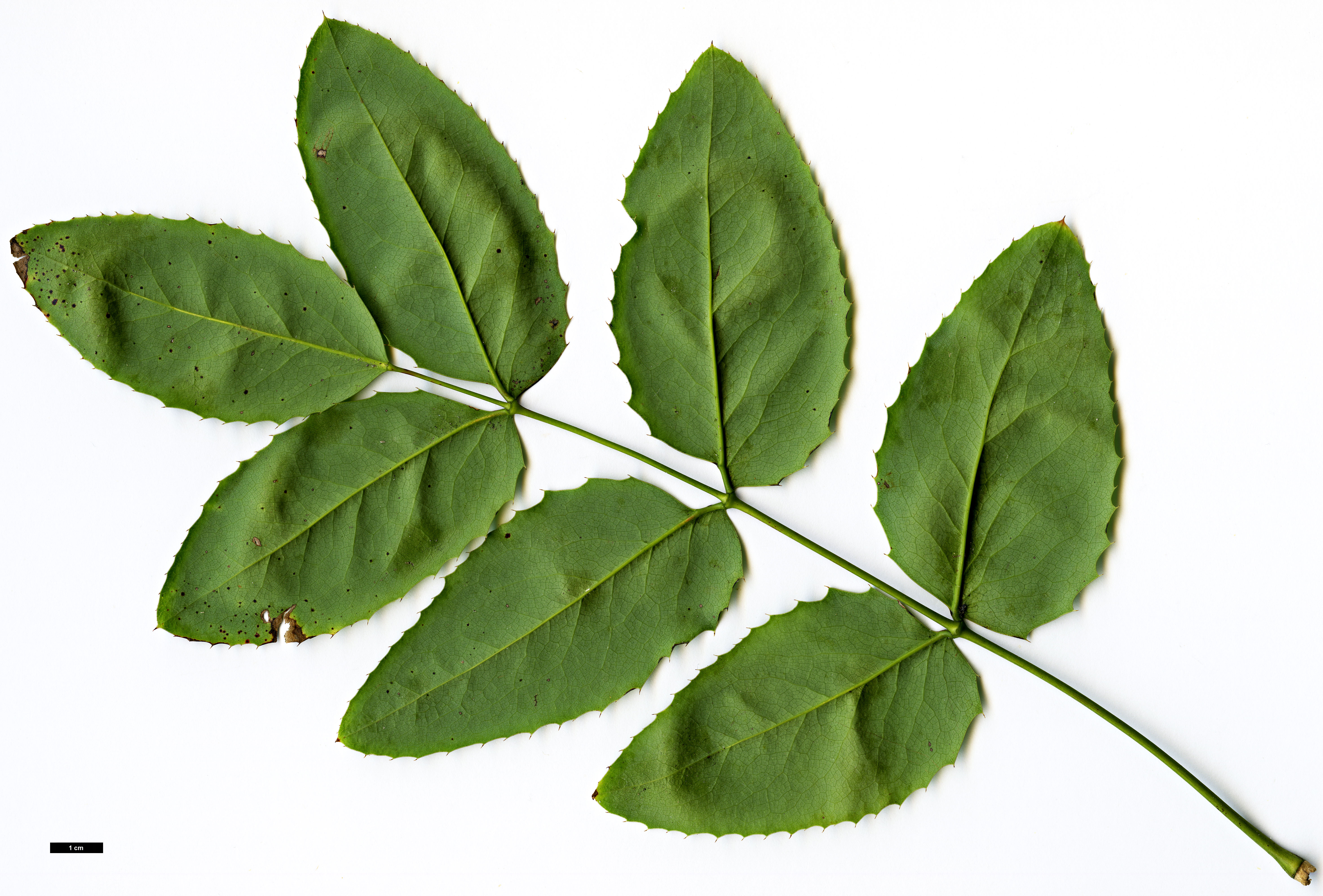 High resolution image: Family: Berberidaceae - Genus: Mahonia - Taxon: repens