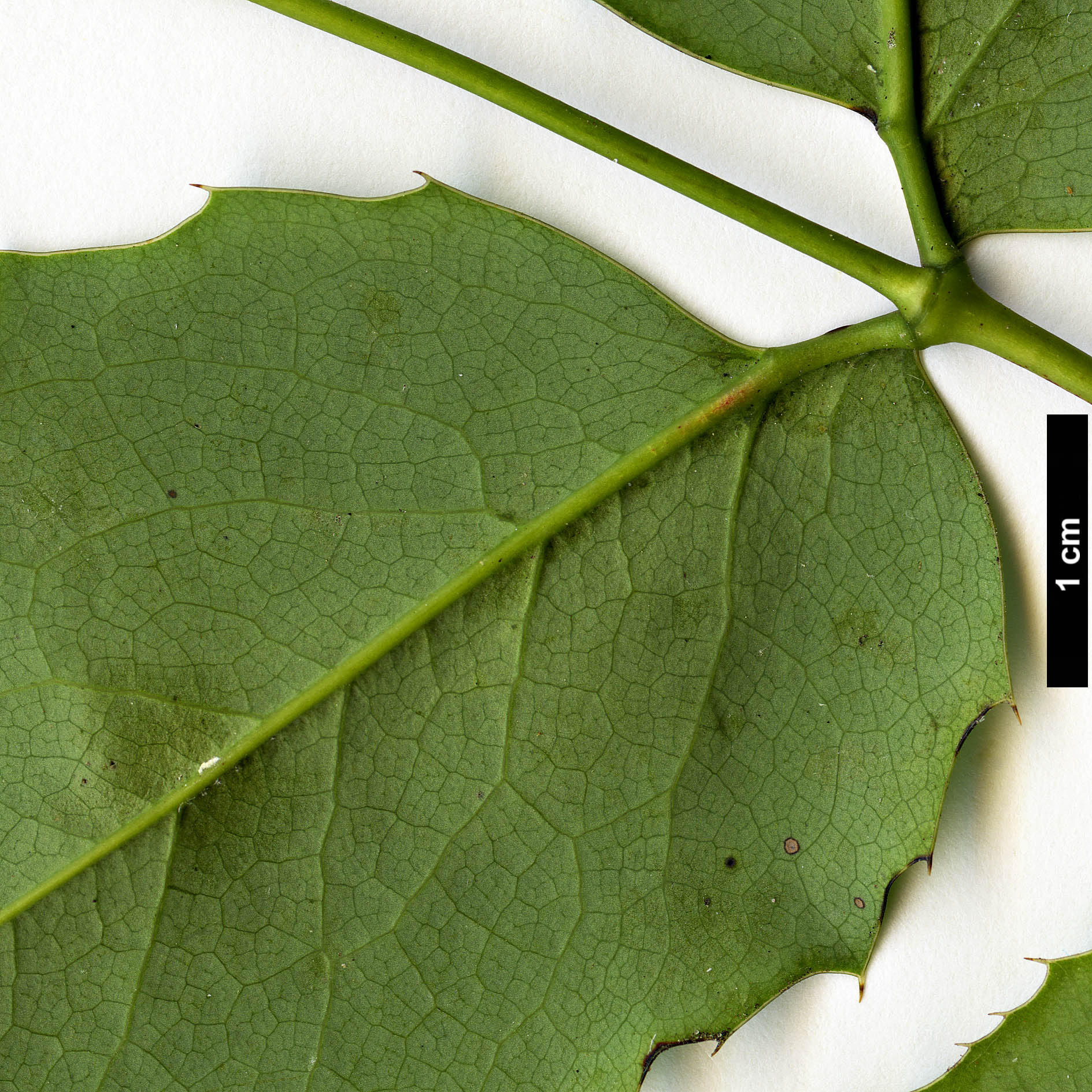 High resolution image: Family: Berberidaceae - Genus: Mahonia - Taxon: repens