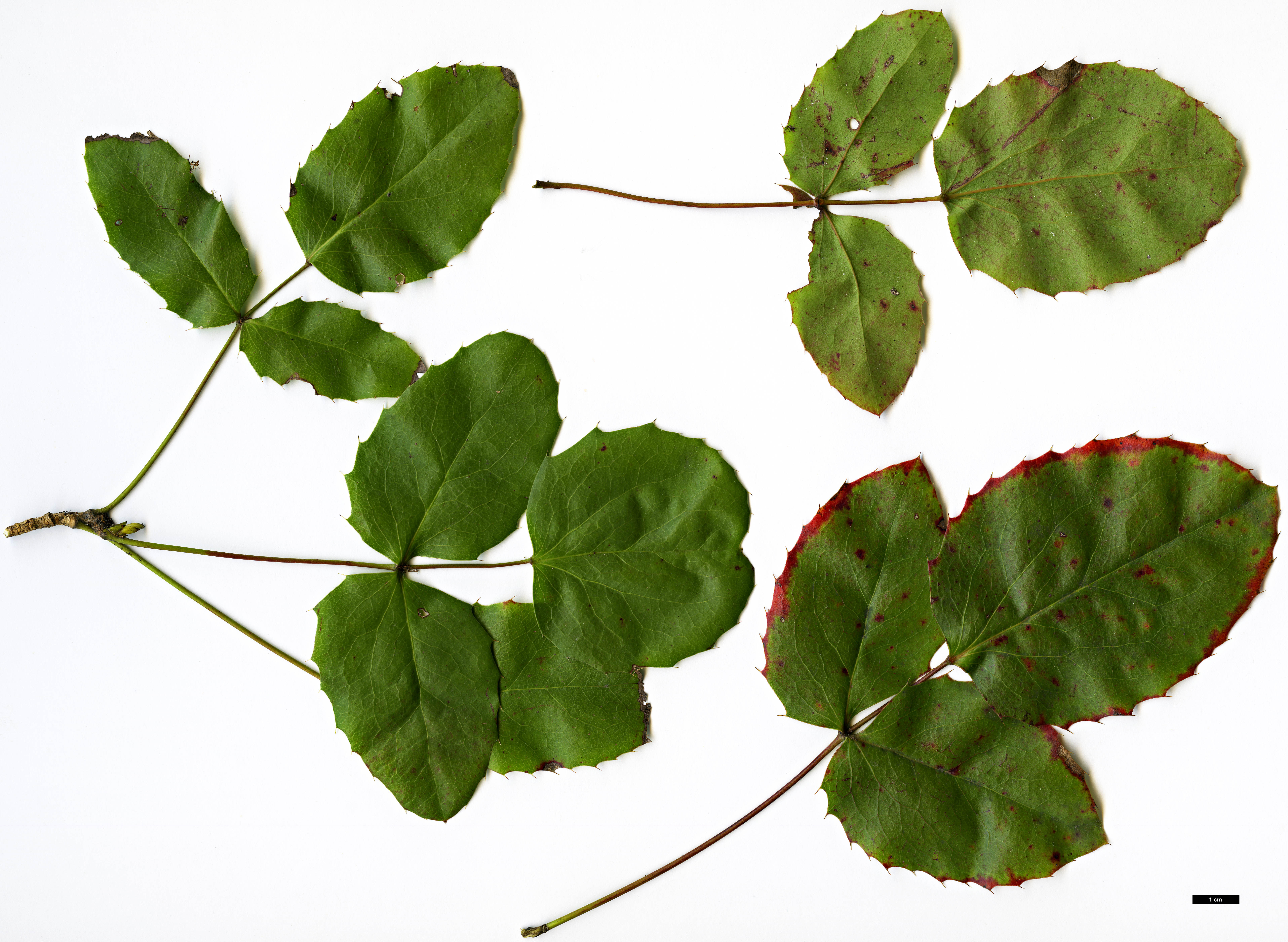 High resolution image: Family: Berberidaceae - Genus: Mahonia - Taxon: repens High resolution image: Family: Berberidaceae - Genus: Mahonia - Taxon: repens