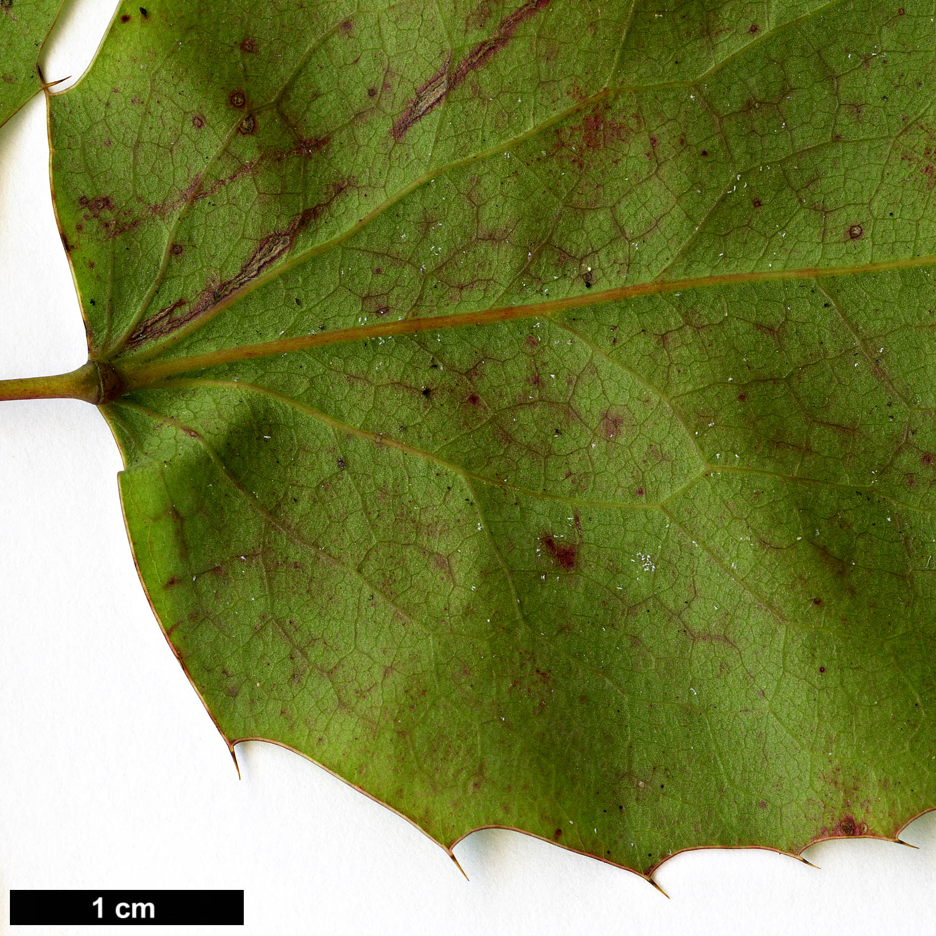 High resolution image: Family: Berberidaceae - Genus: Mahonia - Taxon: repens