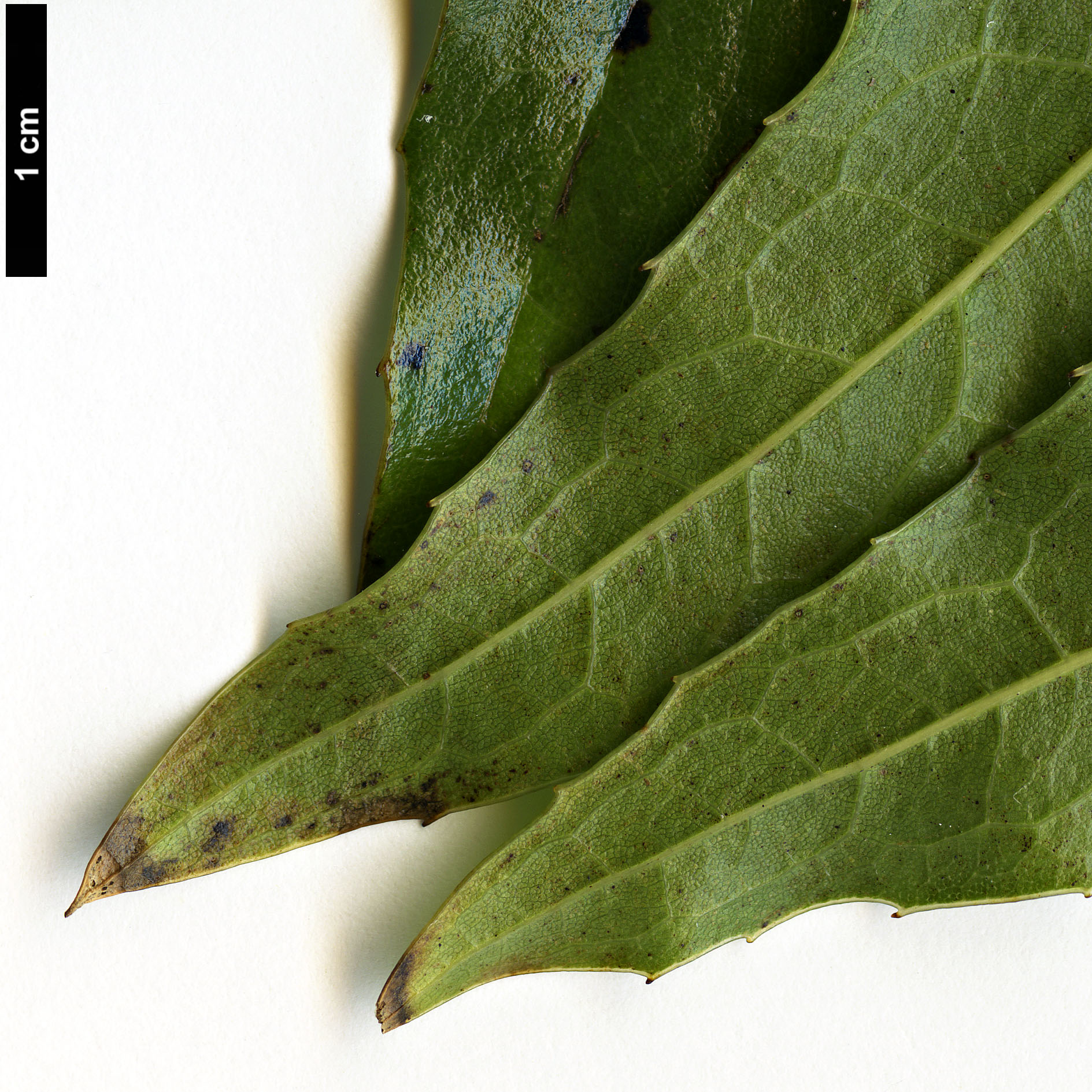 High resolution image: Family: Berberidaceae - Genus: Mahonia - Taxon: russellii