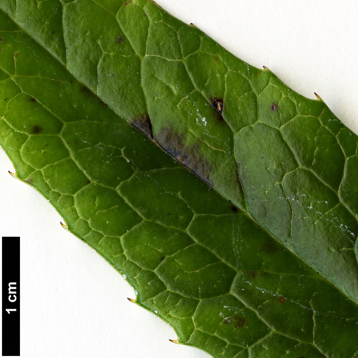 High resolution image: Family: Berberidaceae - Genus: Mahonia - Taxon: simonsii