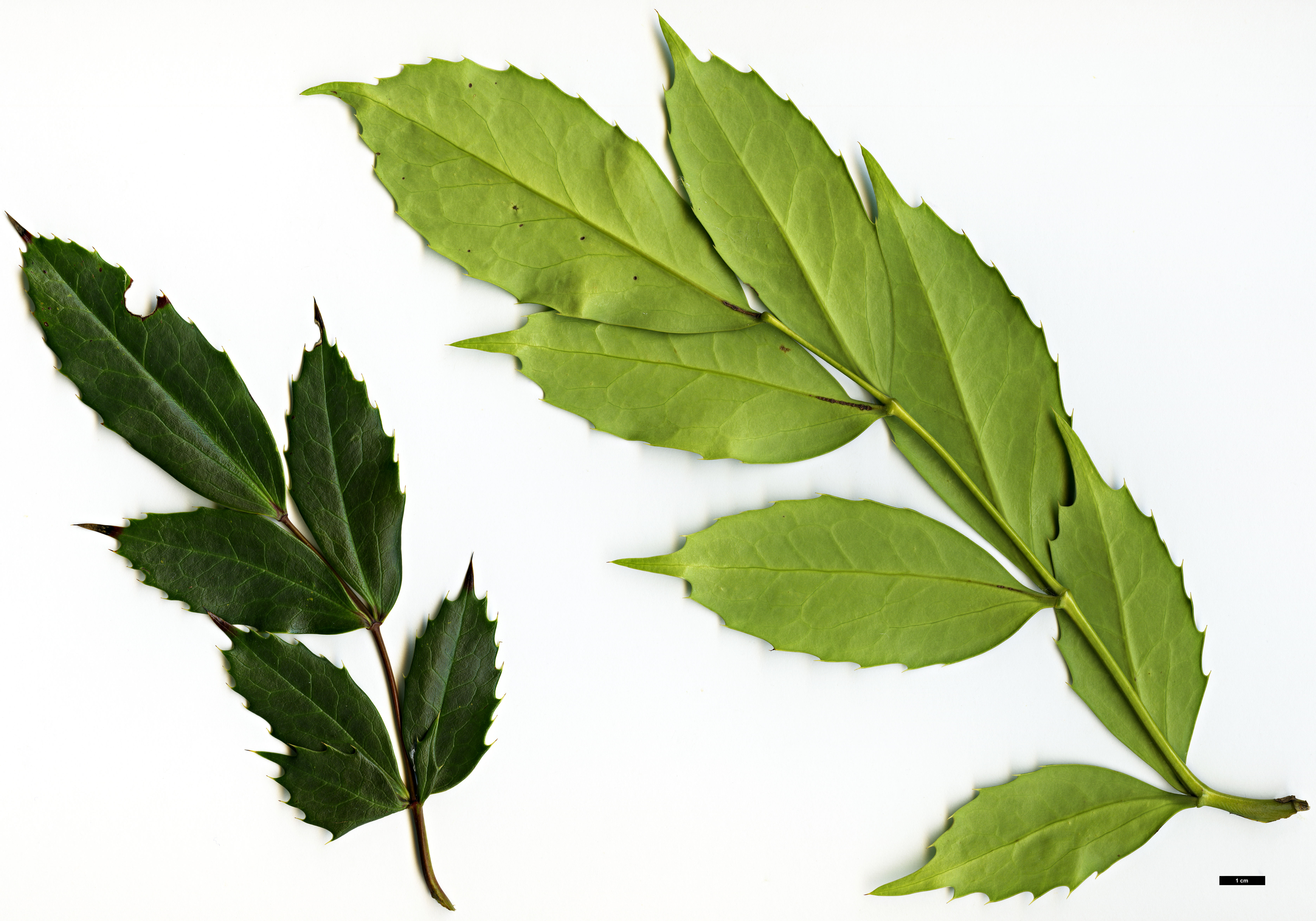 High resolution image: Family: Berberidaceae - Genus: Mahonia - Taxon: taronensis