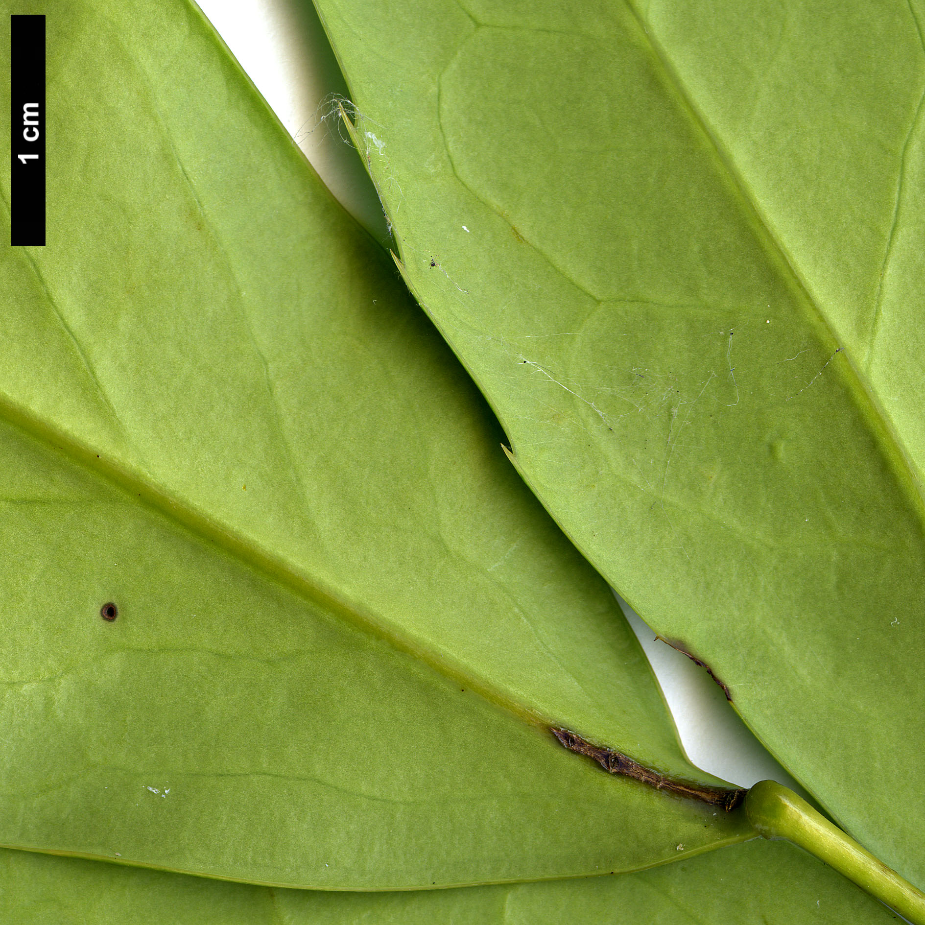 High resolution image: Family: Berberidaceae - Genus: Mahonia - Taxon: taronensis