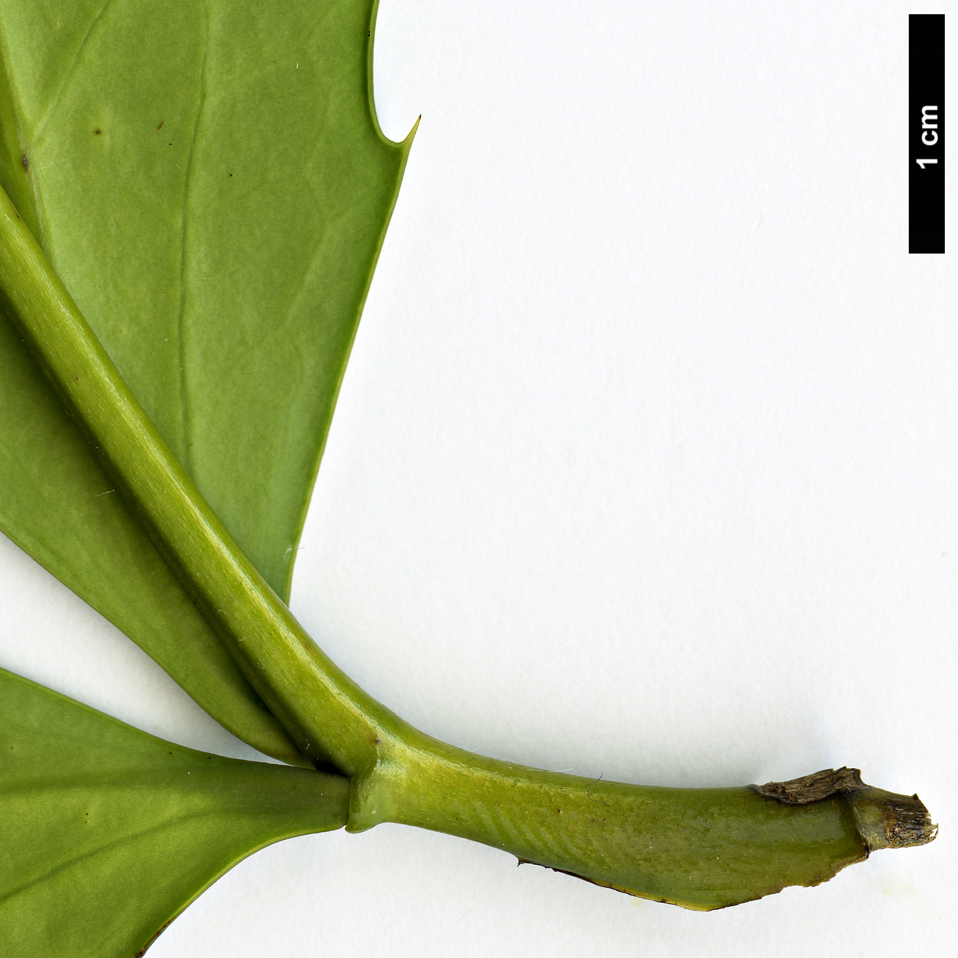 High resolution image: Family: Berberidaceae - Genus: Mahonia - Taxon: taronensis