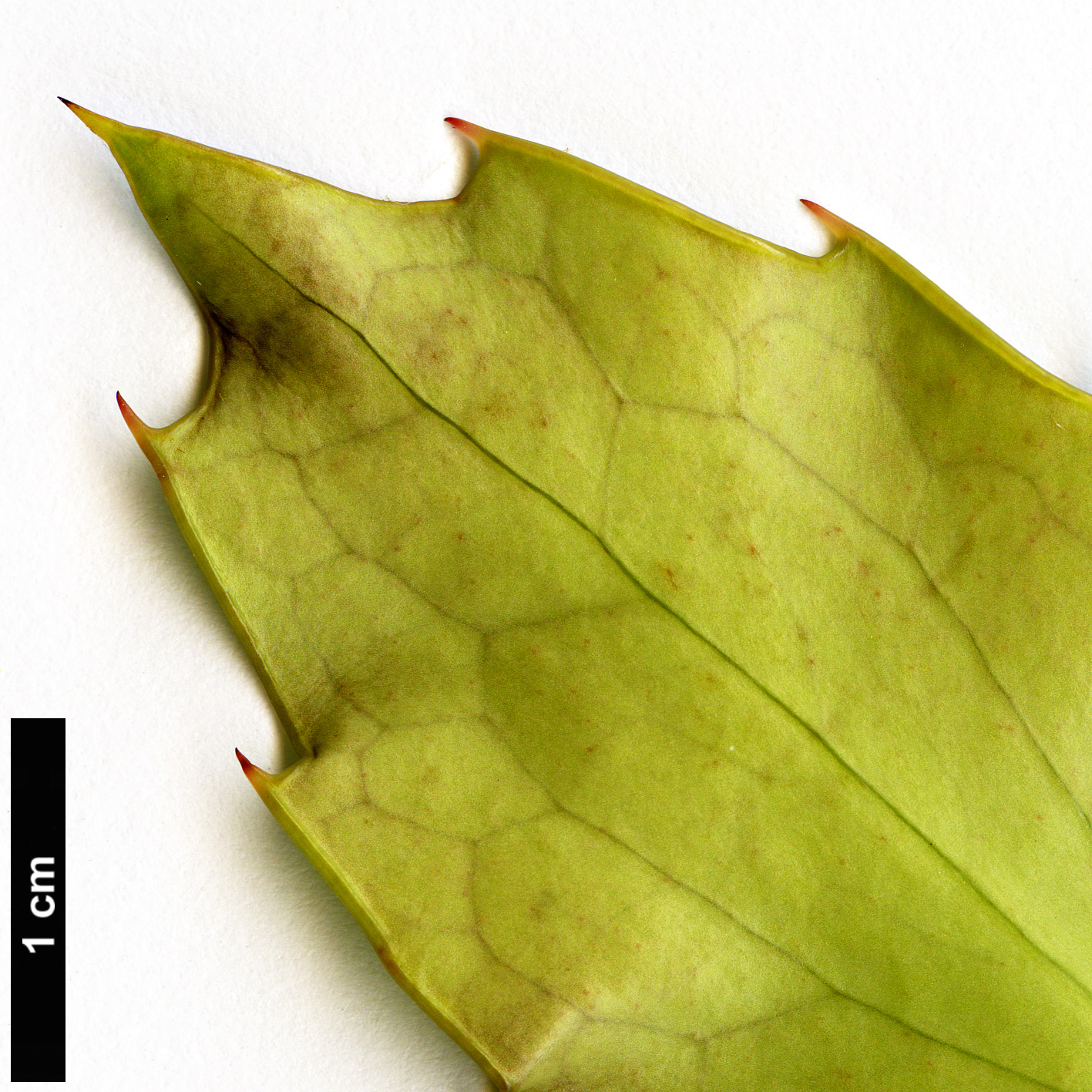 High resolution image: Family: Berberidaceae - Genus: Mahonia - Taxon: tikushiensis