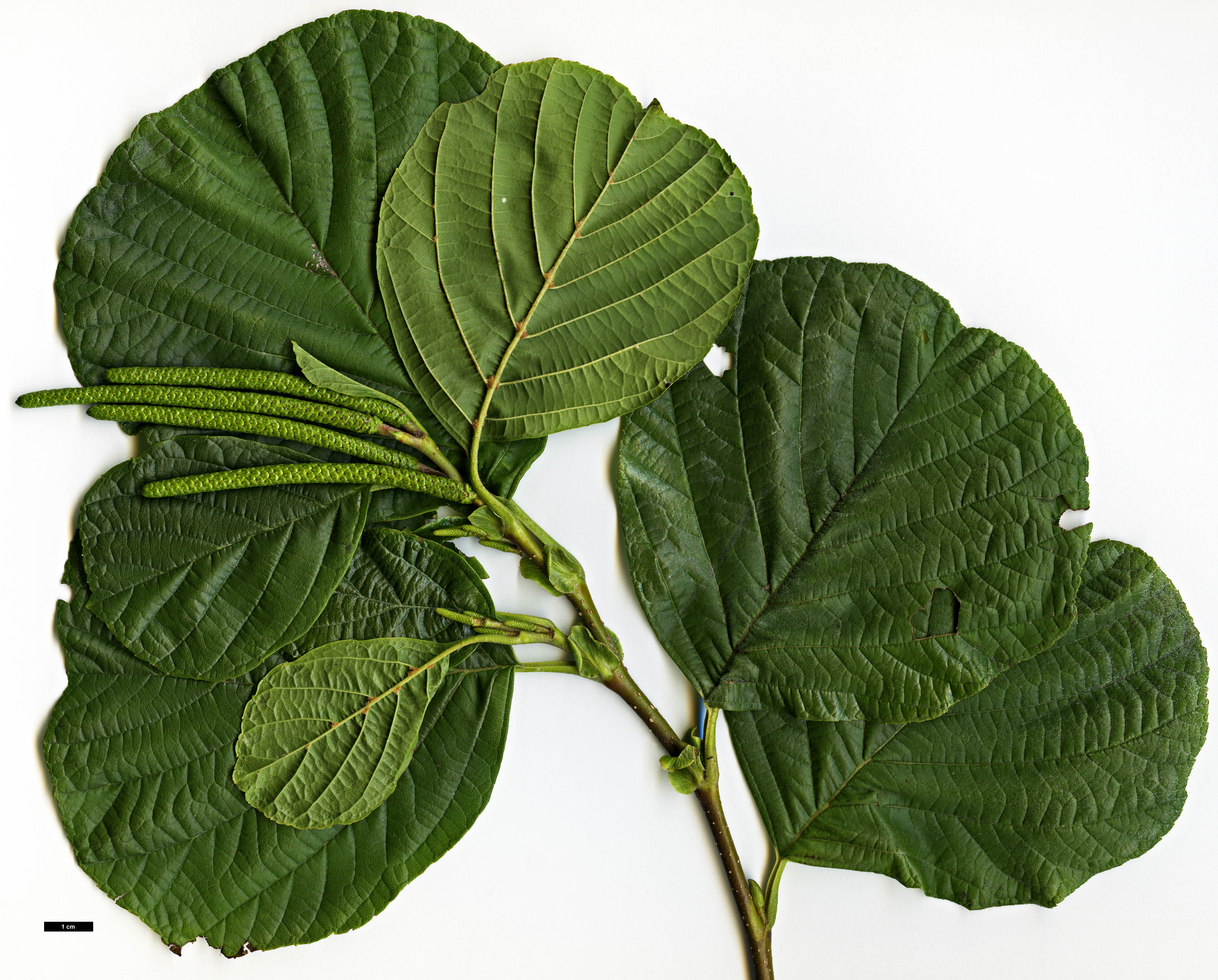 High resolution image: Family: Betulaceae - Genus: Alnus - Taxon: fauriei