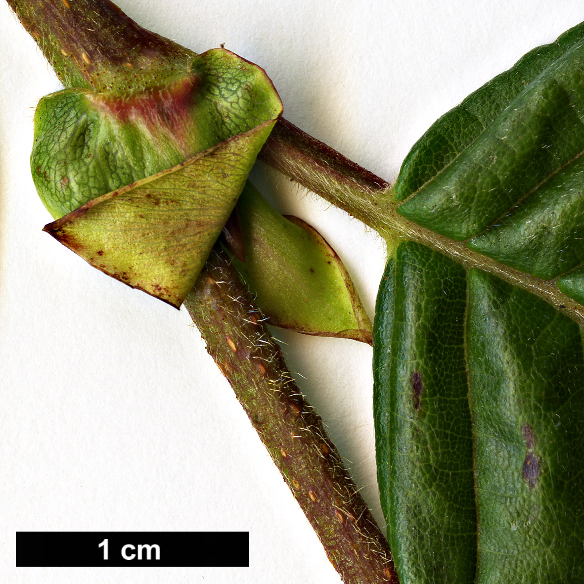 High resolution image: Family: Betulaceae - Genus: Alnus - Taxon: firma High resolution image: Family: Betulaceae - Genus: Alnus - Taxon: firma