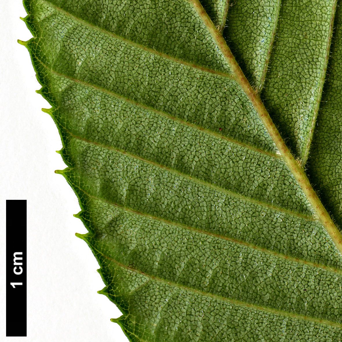 High resolution image: Family: Betulaceae - Genus: Alnus - Taxon: firma High resolution image: Family: Betulaceae - Genus: Alnus - Taxon: firma