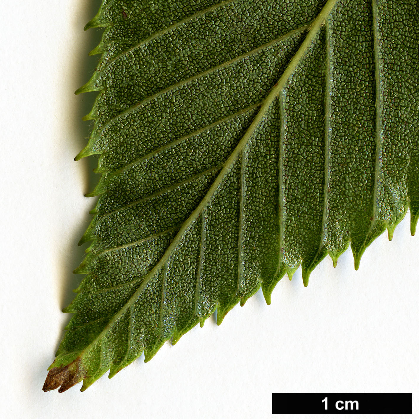 High resolution image: Family: Betulaceae - Genus: Alnus - Taxon: firma High resolution image: Family: Betulaceae - Genus: Alnus - Taxon: firma