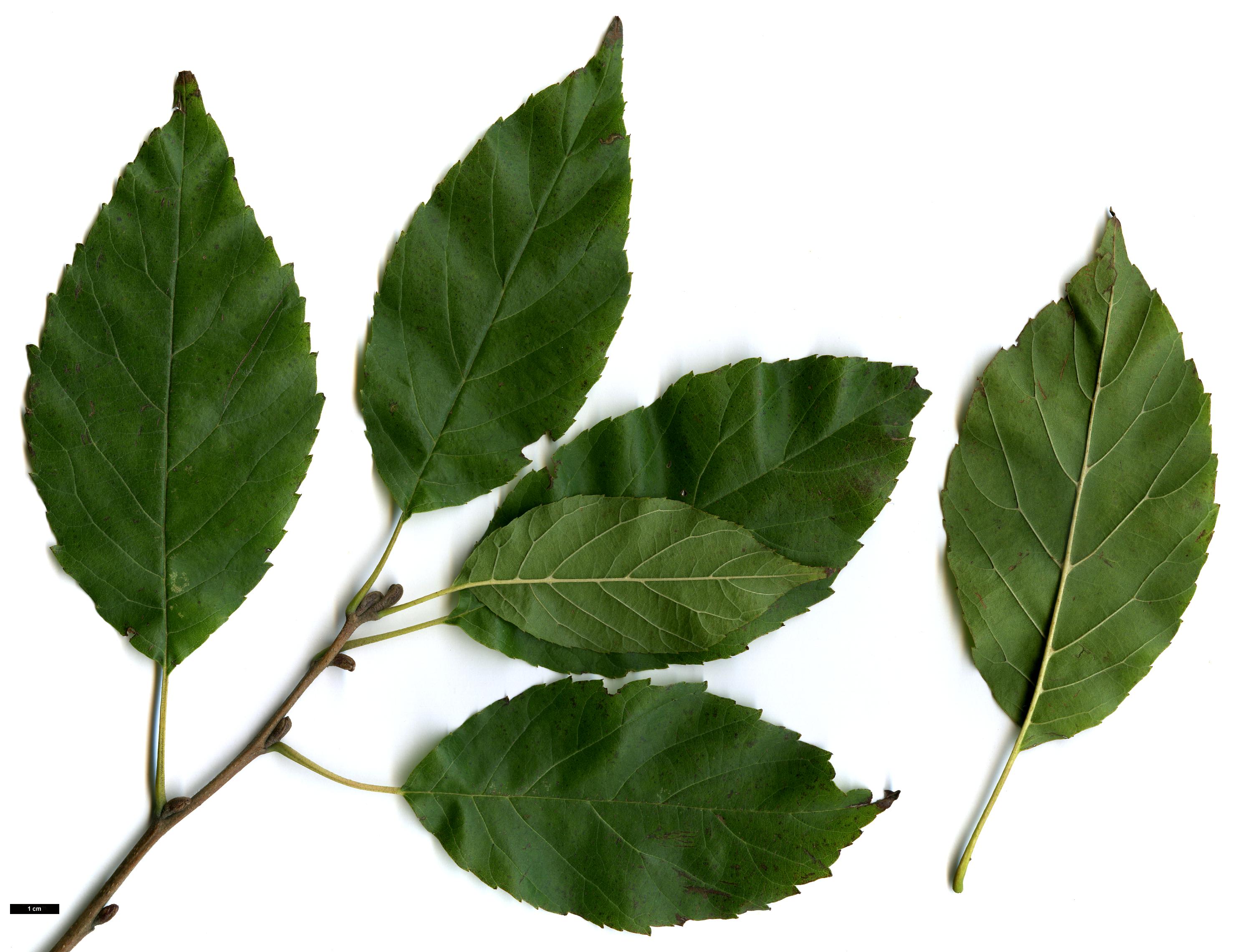 High resolution image: Family: Betulaceae - Genus: Alnus - Taxon: japonica