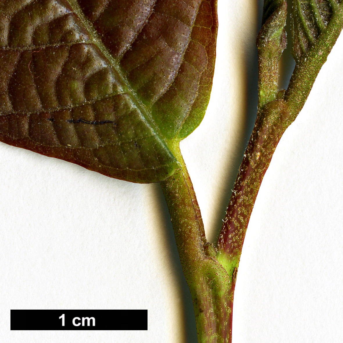 High resolution image: Family: Betulaceae - Genus: Alnus - Taxon: nepalensis