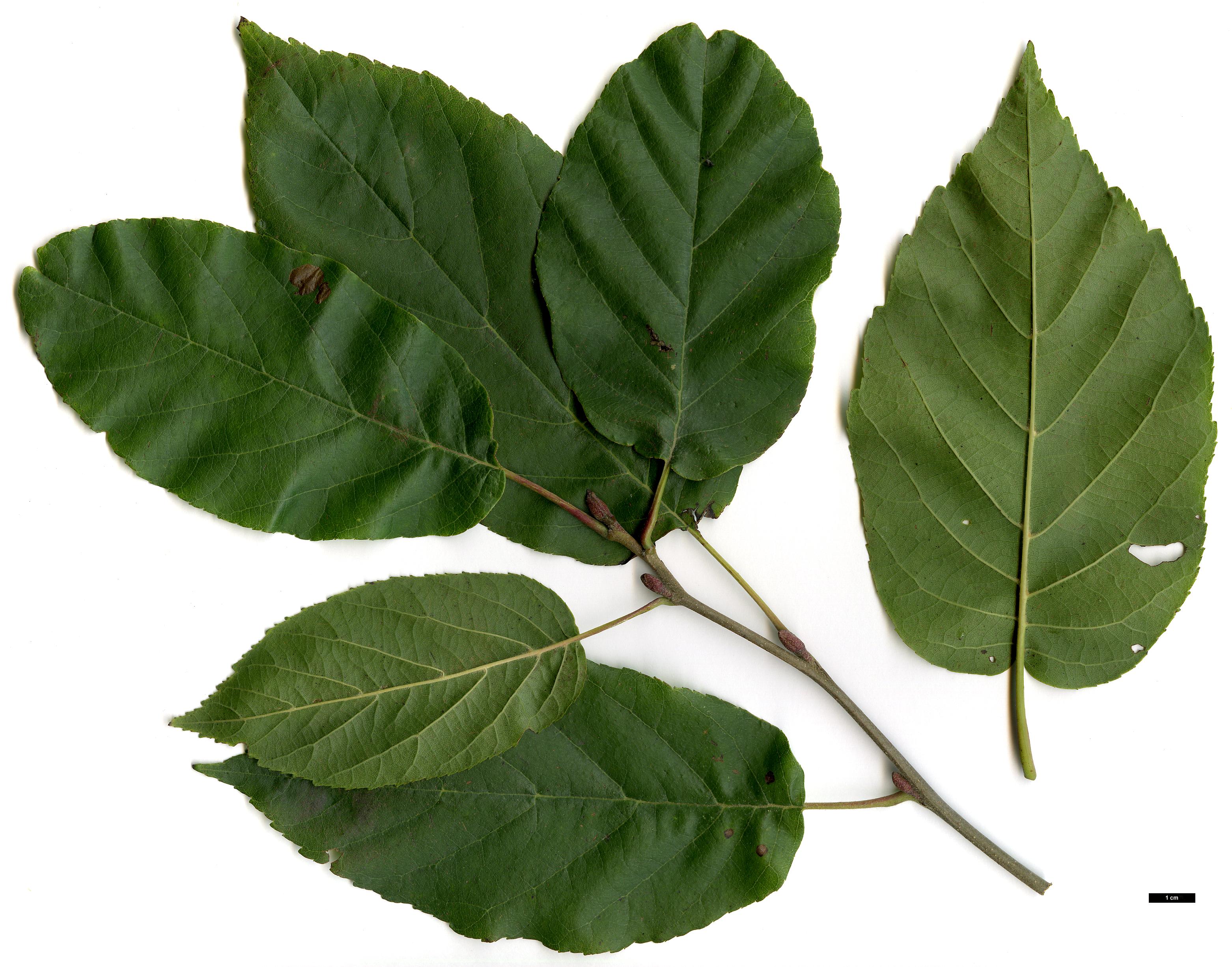 High resolution image: Family: Betulaceae - Genus: Alnus - Taxon: subcordata High resolution image: Family: Betulaceae - Genus: Alnus - Taxon: subcordata