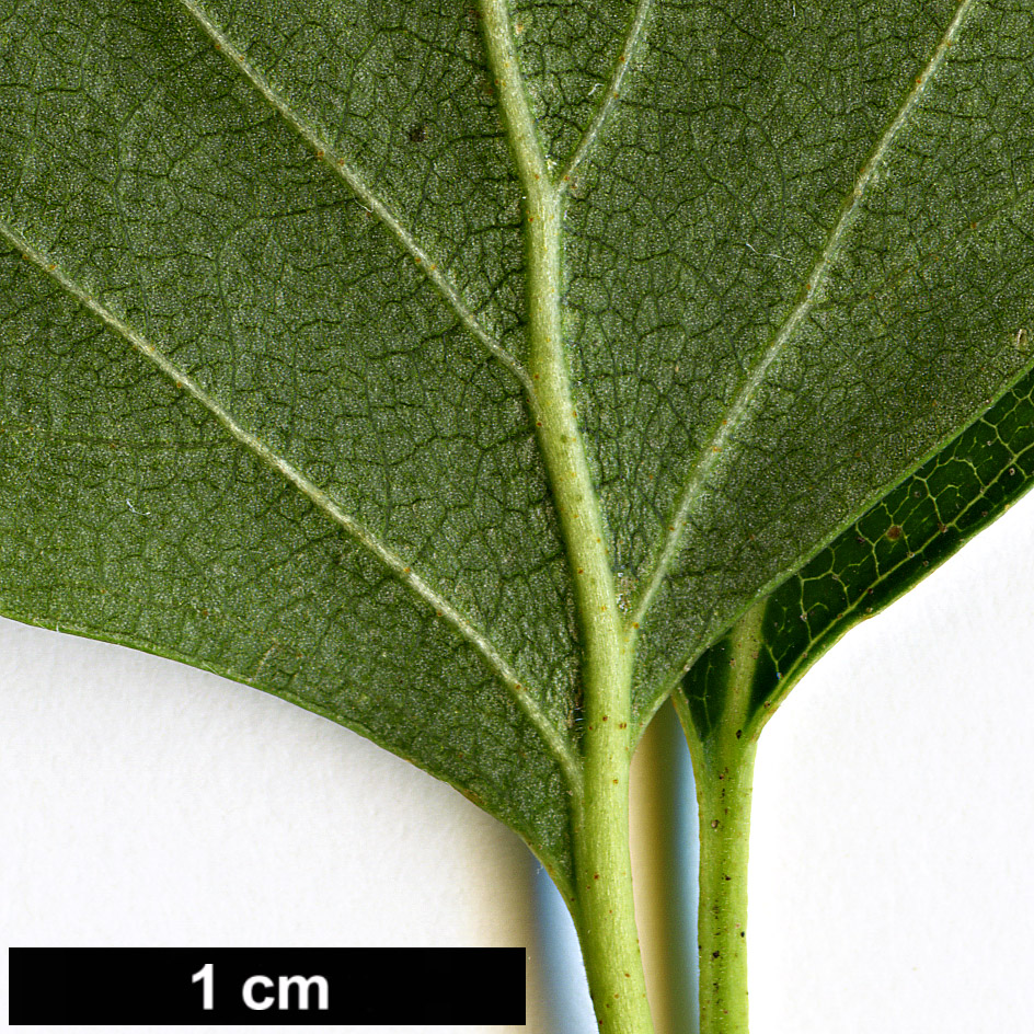 High resolution image: Family: Betulaceae - Genus: Betula - Taxon: celtiberica High resolution image: Family: Betulaceae - Genus: Betula - Taxon: celtiberica