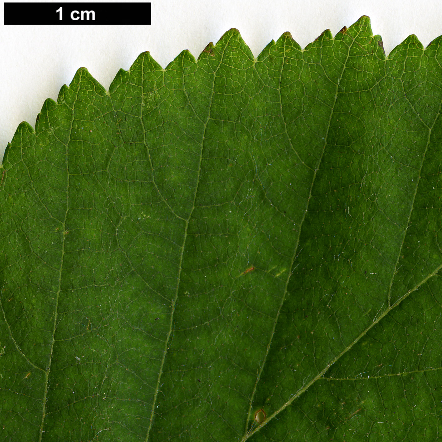 High resolution image: Family: Betulaceae - Genus: Betula - Taxon: cordifolia High resolution image: Family: Betulaceae - Genus: Betula - Taxon: cordifolia