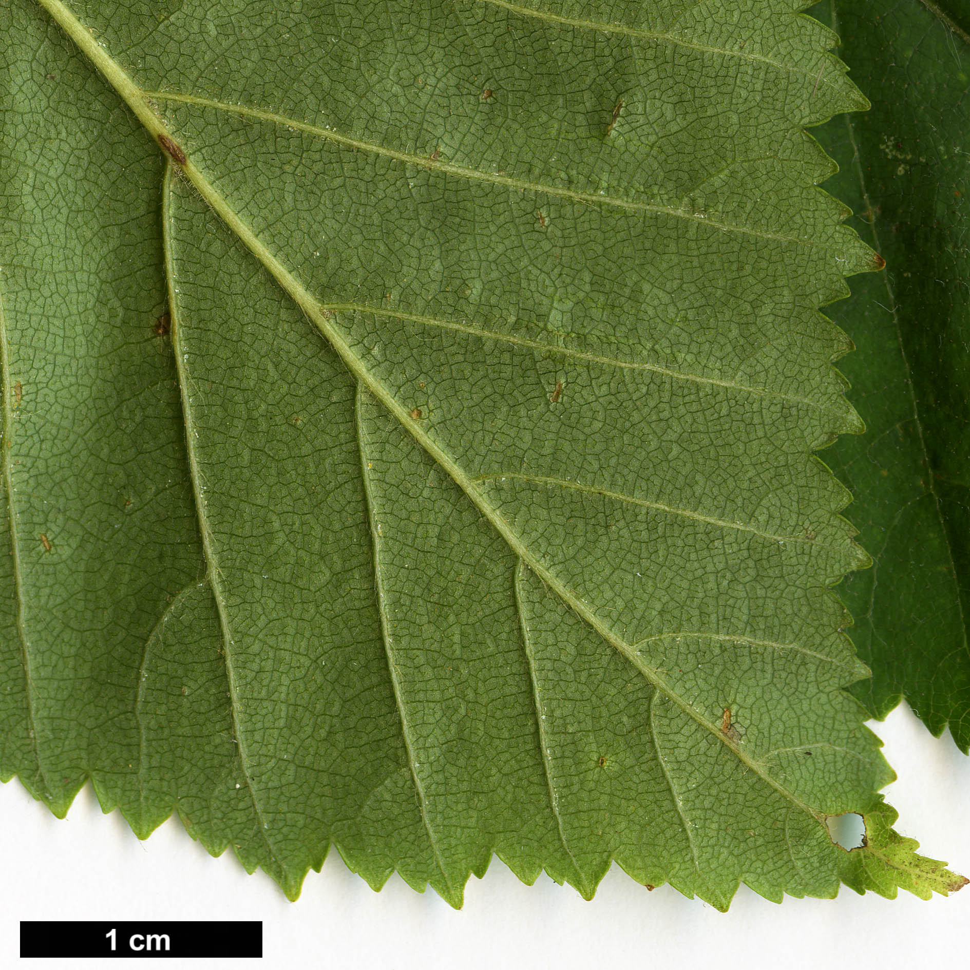 High resolution image: Family: Betulaceae - Genus: Betula - Taxon: cordifolia High resolution image: Family: Betulaceae - Genus: Betula - Taxon: cordifolia