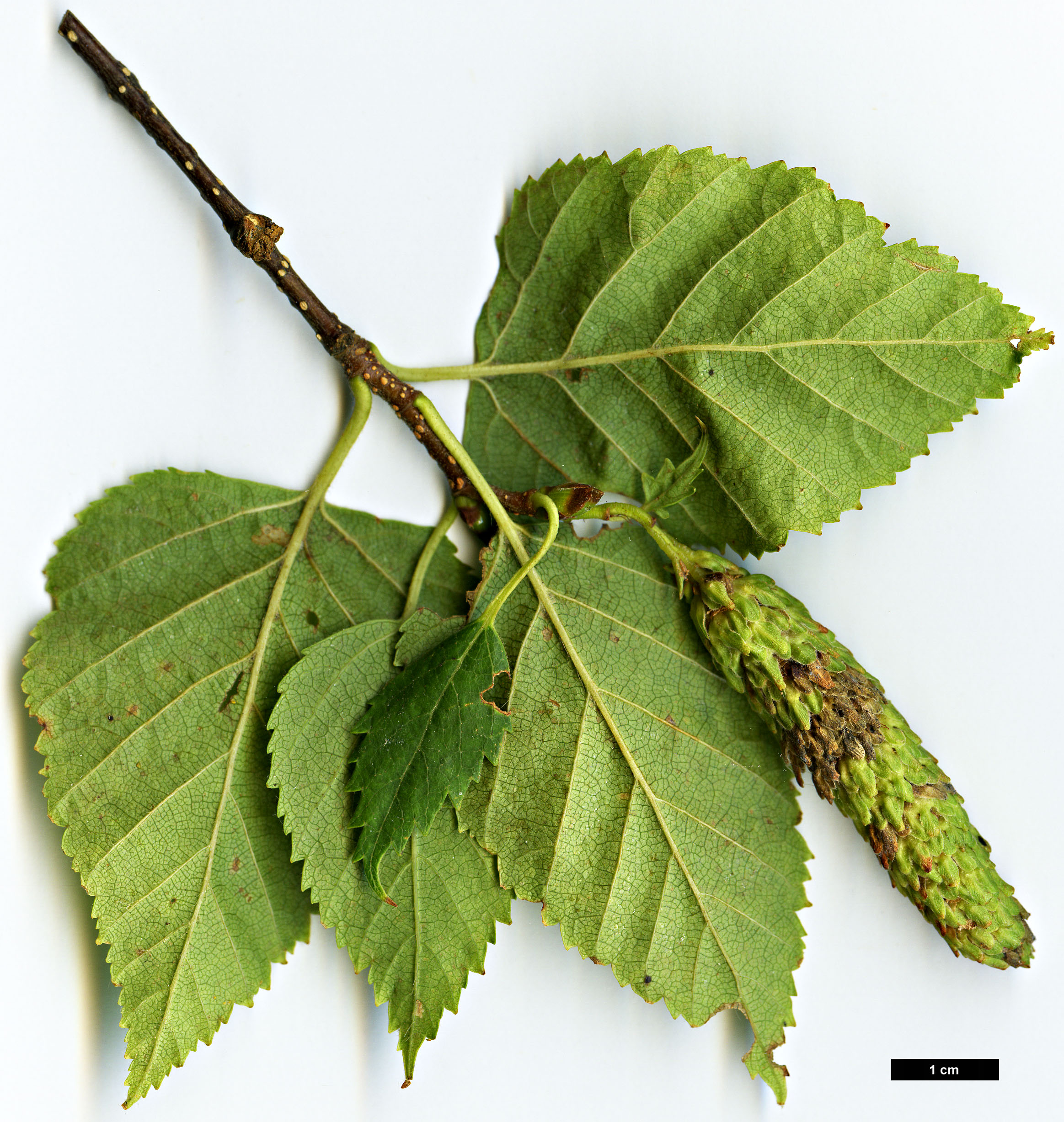 High resolution image: Family: Betulaceae - Genus: Betula - Taxon: cordifolia High resolution image: Family: Betulaceae - Genus: Betula - Taxon: cordifolia