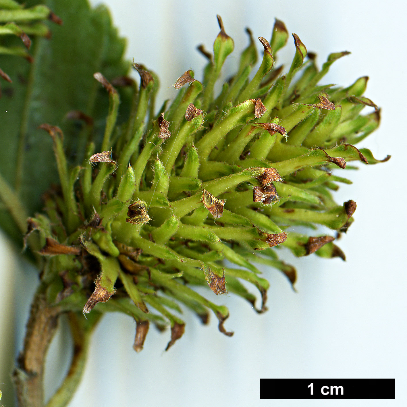 High resolution image: Family: Betulaceae - Genus: Betula - Taxon: fargesii High resolution image: Family: Betulaceae - Genus: Betula - Taxon: fargesii