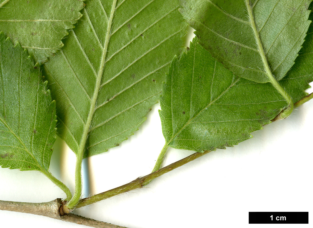 High resolution image: Family: Betulaceae - Genus: Betula - Taxon: fargesii High resolution image: Family: Betulaceae - Genus: Betula - Taxon: fargesii