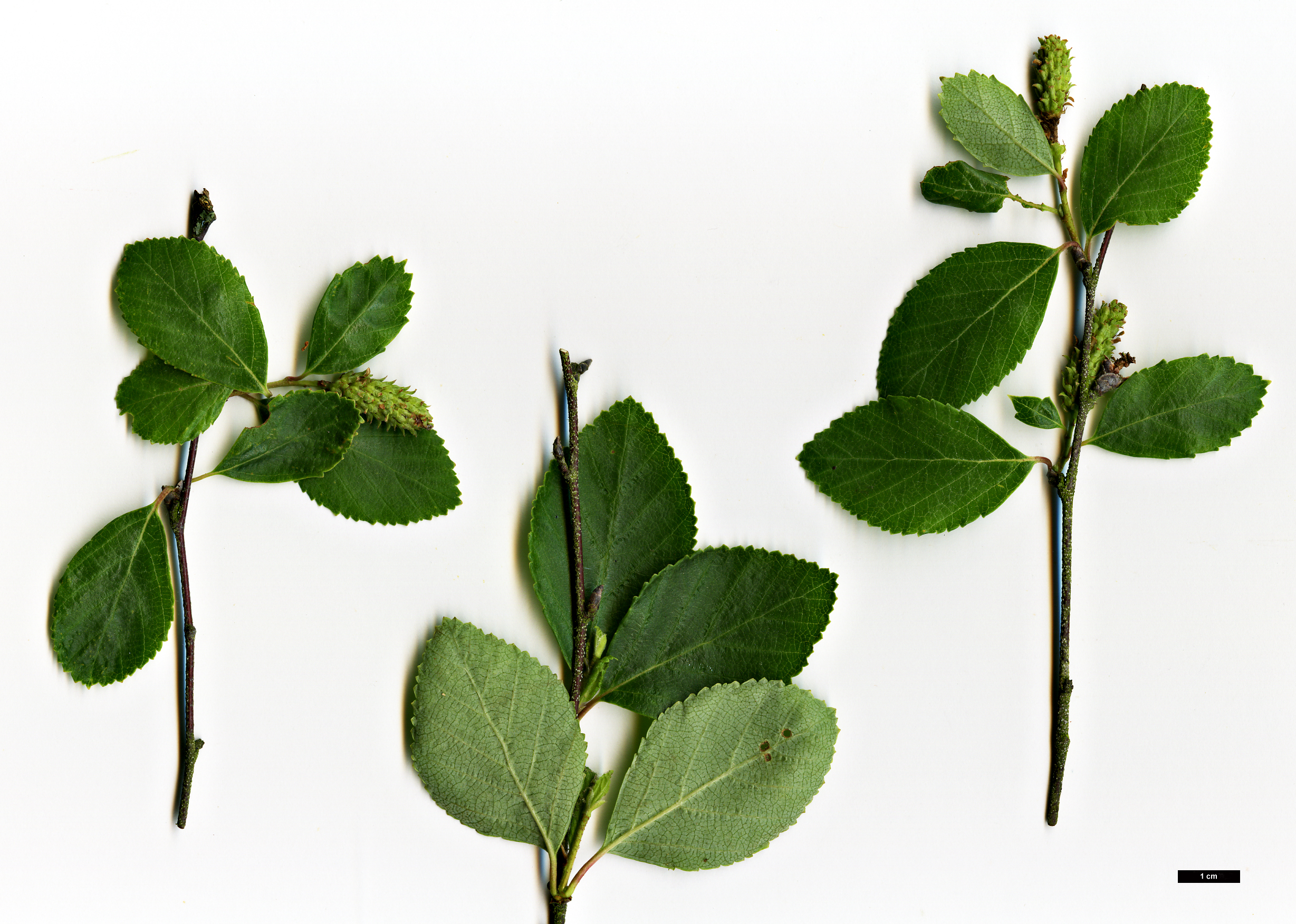 High resolution image: Family: Betulaceae - Genus: Betula - Taxon: fruticosa