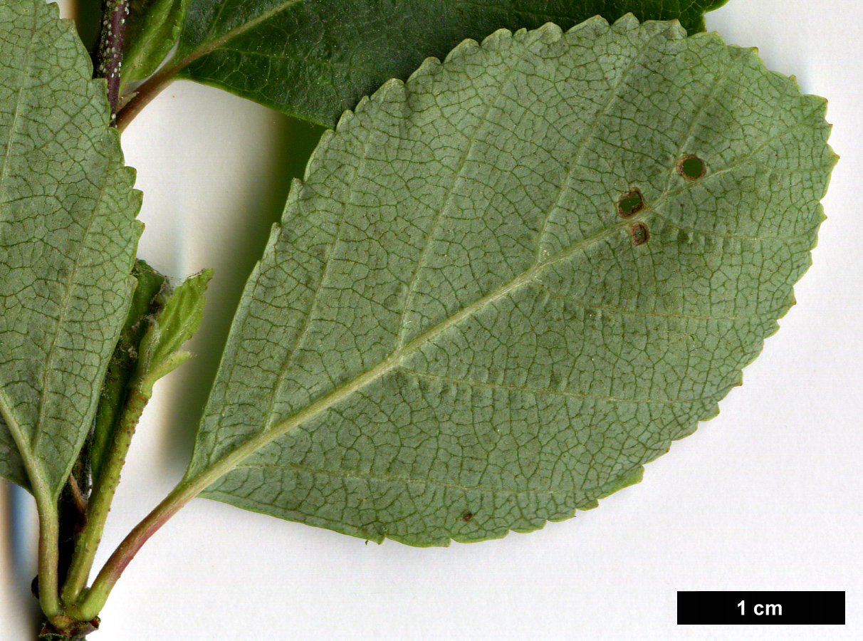 High resolution image: Family: Betulaceae - Genus: Betula - Taxon: fruticosa
