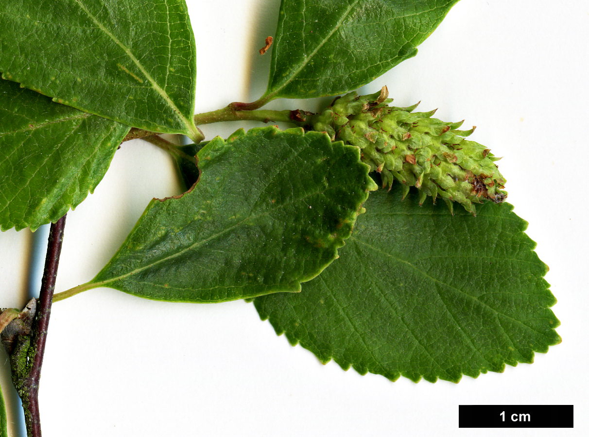 High resolution image: Family: Betulaceae - Genus: Betula - Taxon: fruticosa