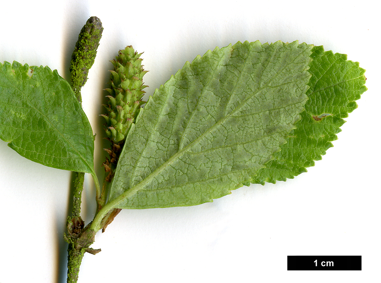 High resolution image: Family: Betulaceae - Genus: Betula - Taxon: fruticosa