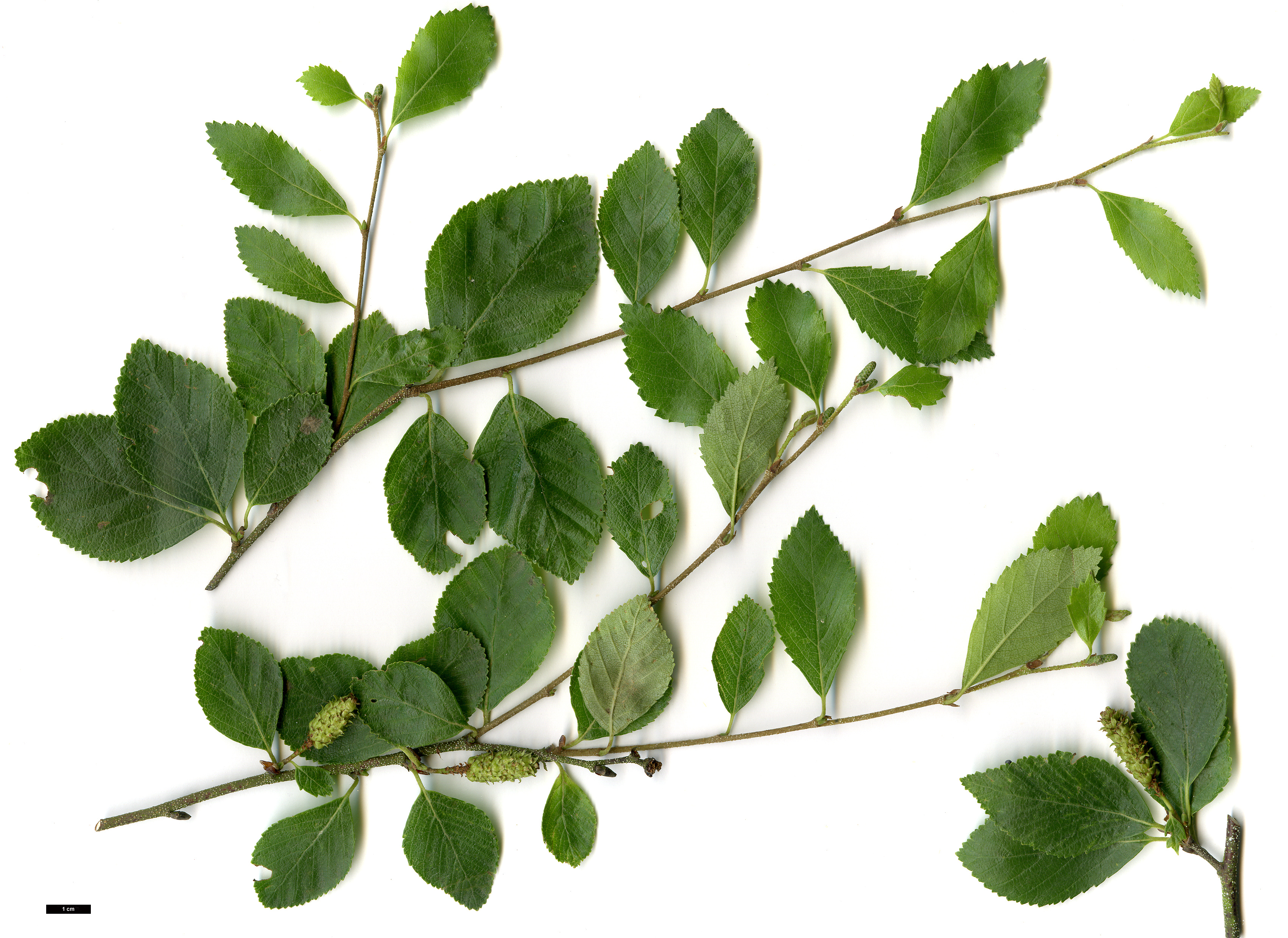 High resolution image: Family: Betulaceae - Genus: Betula - Taxon: fruticosa