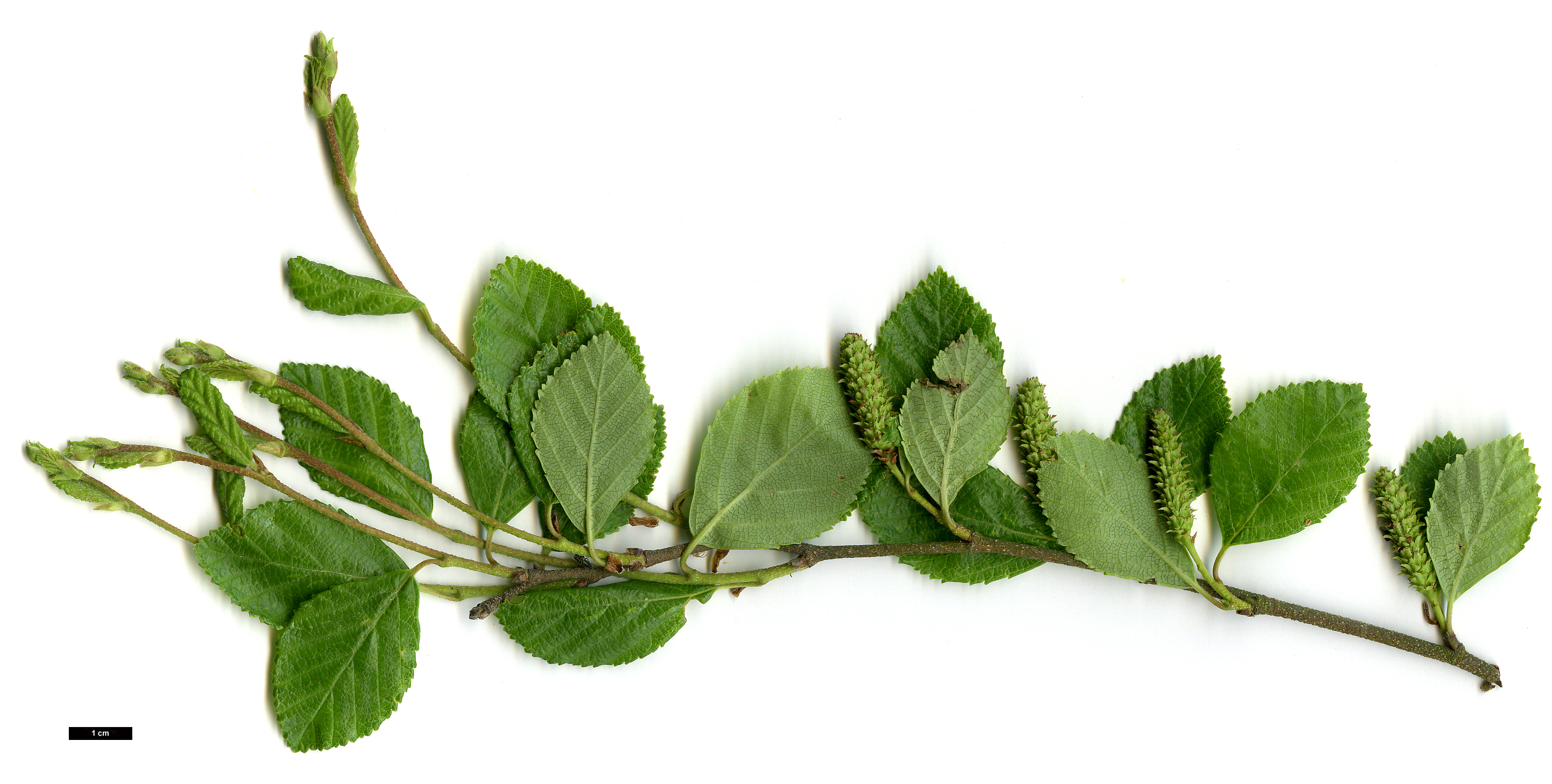 High resolution image: Family: Betulaceae - Genus: Betula - Taxon: fruticosa