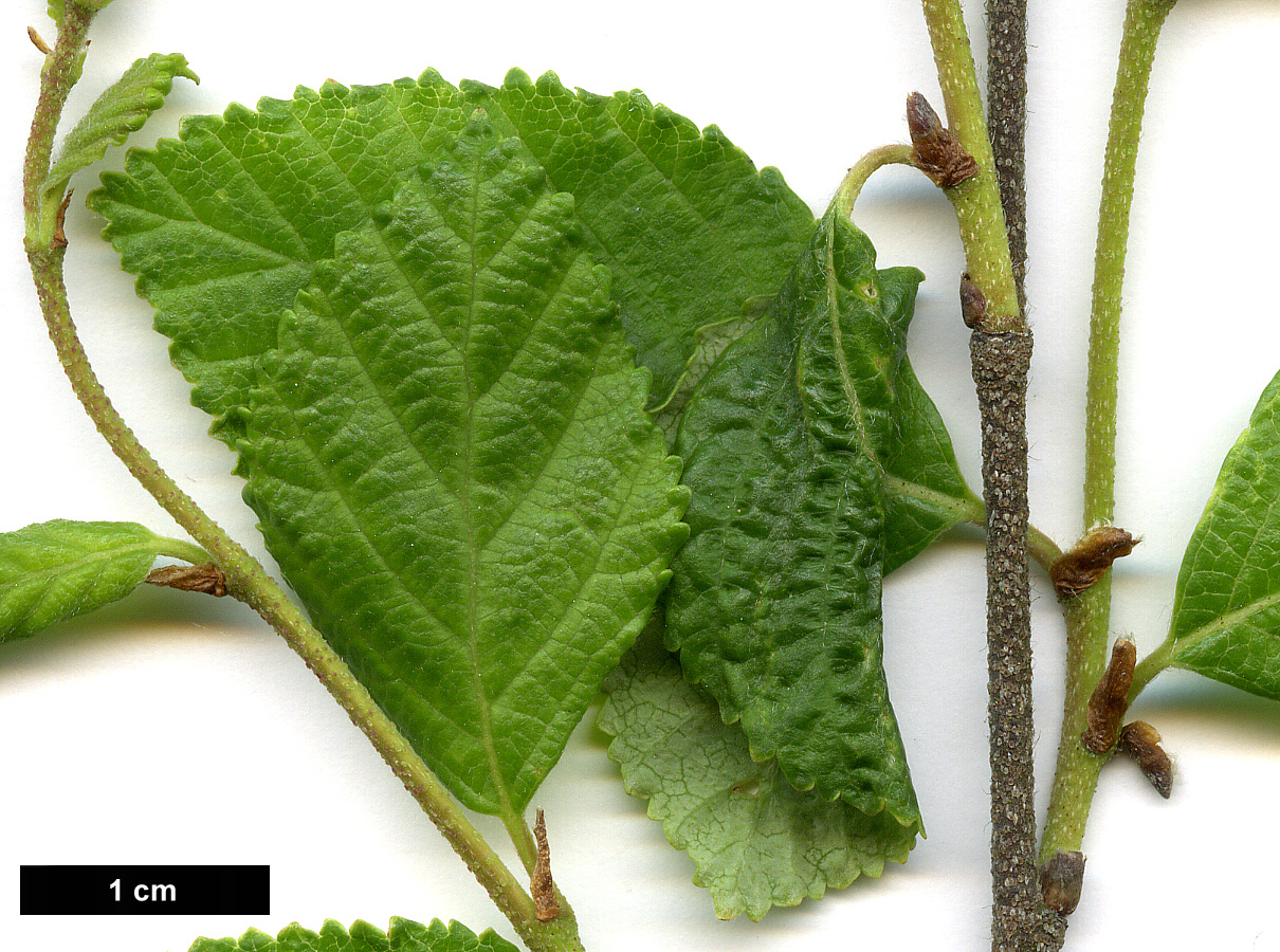 High resolution image: Family: Betulaceae - Genus: Betula - Taxon: fruticosa