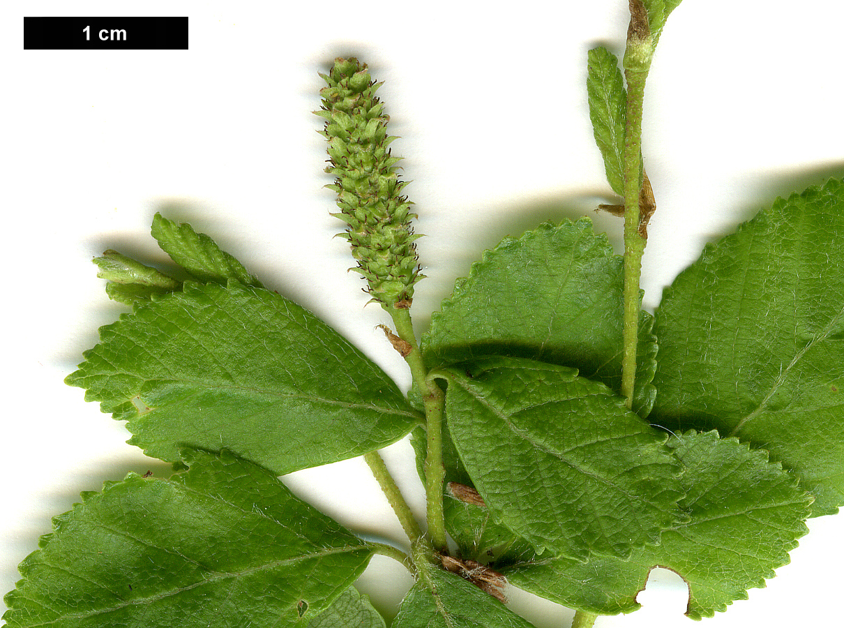 High resolution image: Family: Betulaceae - Genus: Betula - Taxon: fruticosa