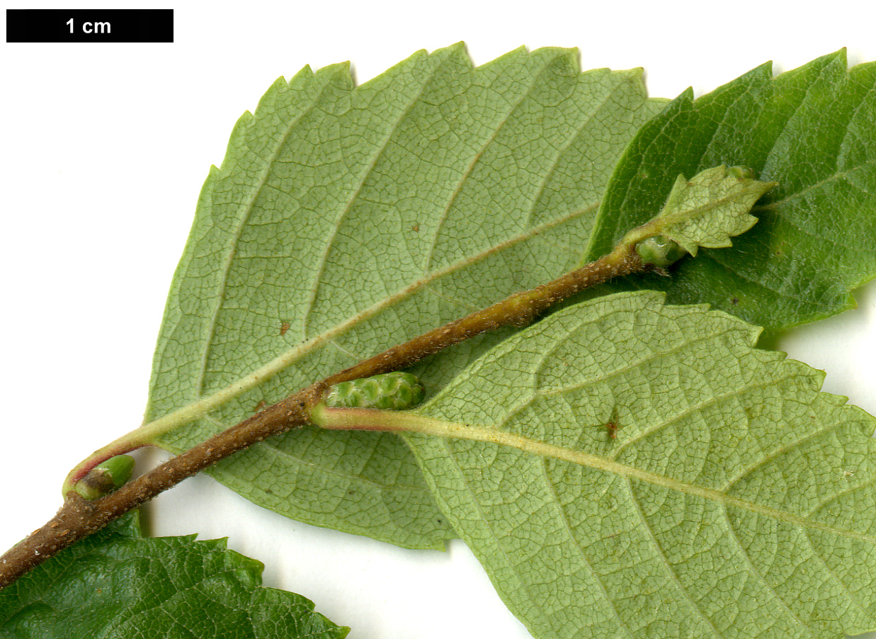 High resolution image: Family: Betulaceae - Genus: Betula - Taxon: fruticosa