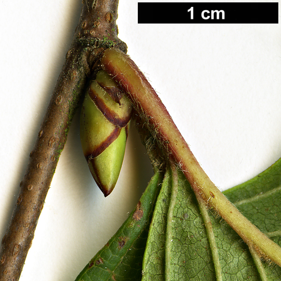 High resolution image: Family: Betulaceae - Genus: Betula - Taxon: globispica High resolution image: Family: Betulaceae - Genus: Betula - Taxon: globispica