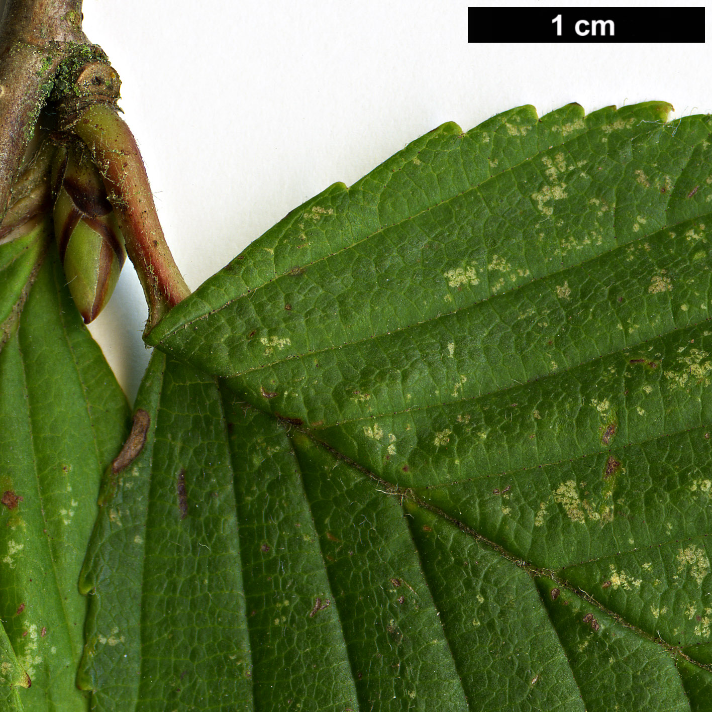 High resolution image: Family: Betulaceae - Genus: Betula - Taxon: globispica High resolution image: Family: Betulaceae - Genus: Betula - Taxon: globispica