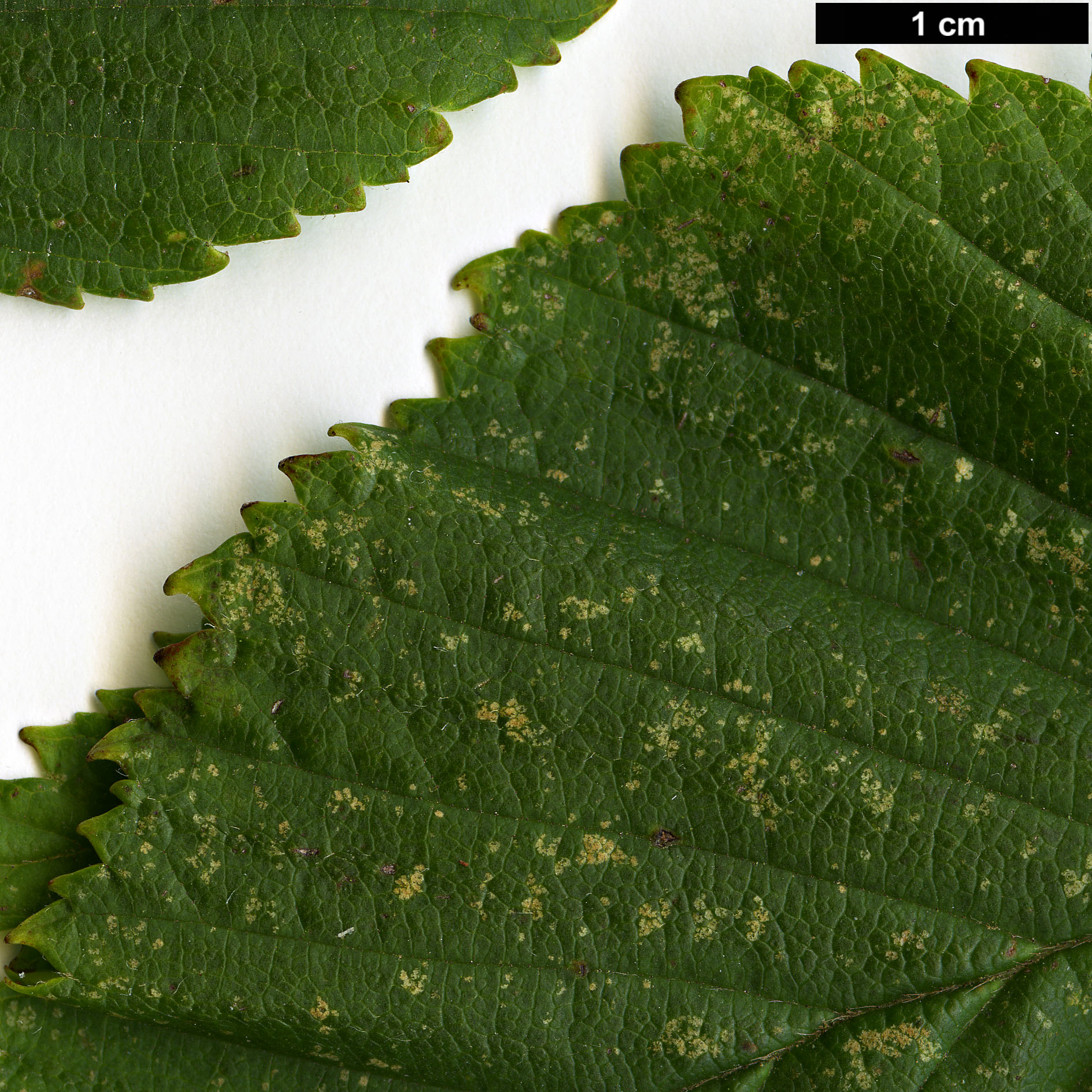High resolution image: Family: Betulaceae - Genus: Betula - Taxon: globispica High resolution image: Family: Betulaceae - Genus: Betula - Taxon: globispica