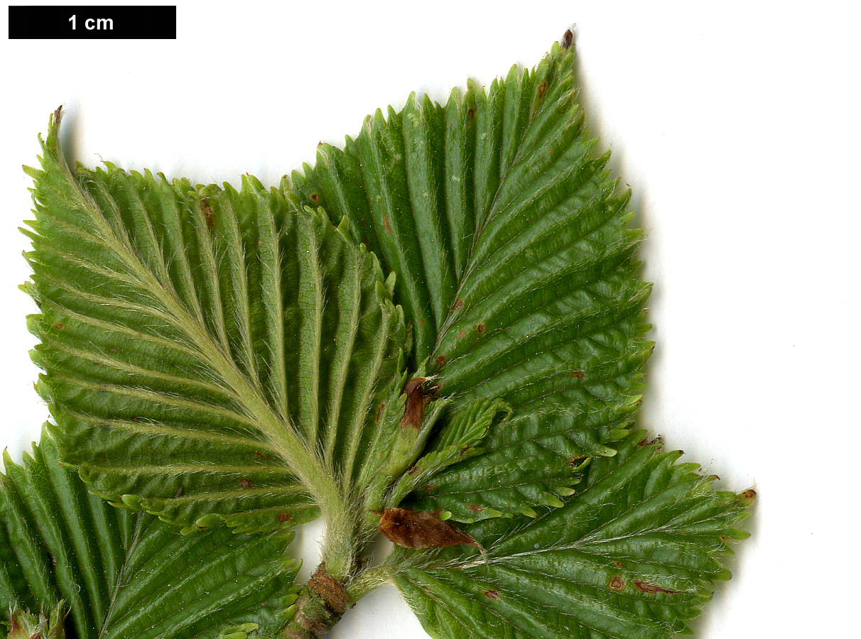 High resolution image: Family: Betulaceae - Genus: Betula - Taxon: globispica High resolution image: Family: Betulaceae - Genus: Betula - Taxon: globispica