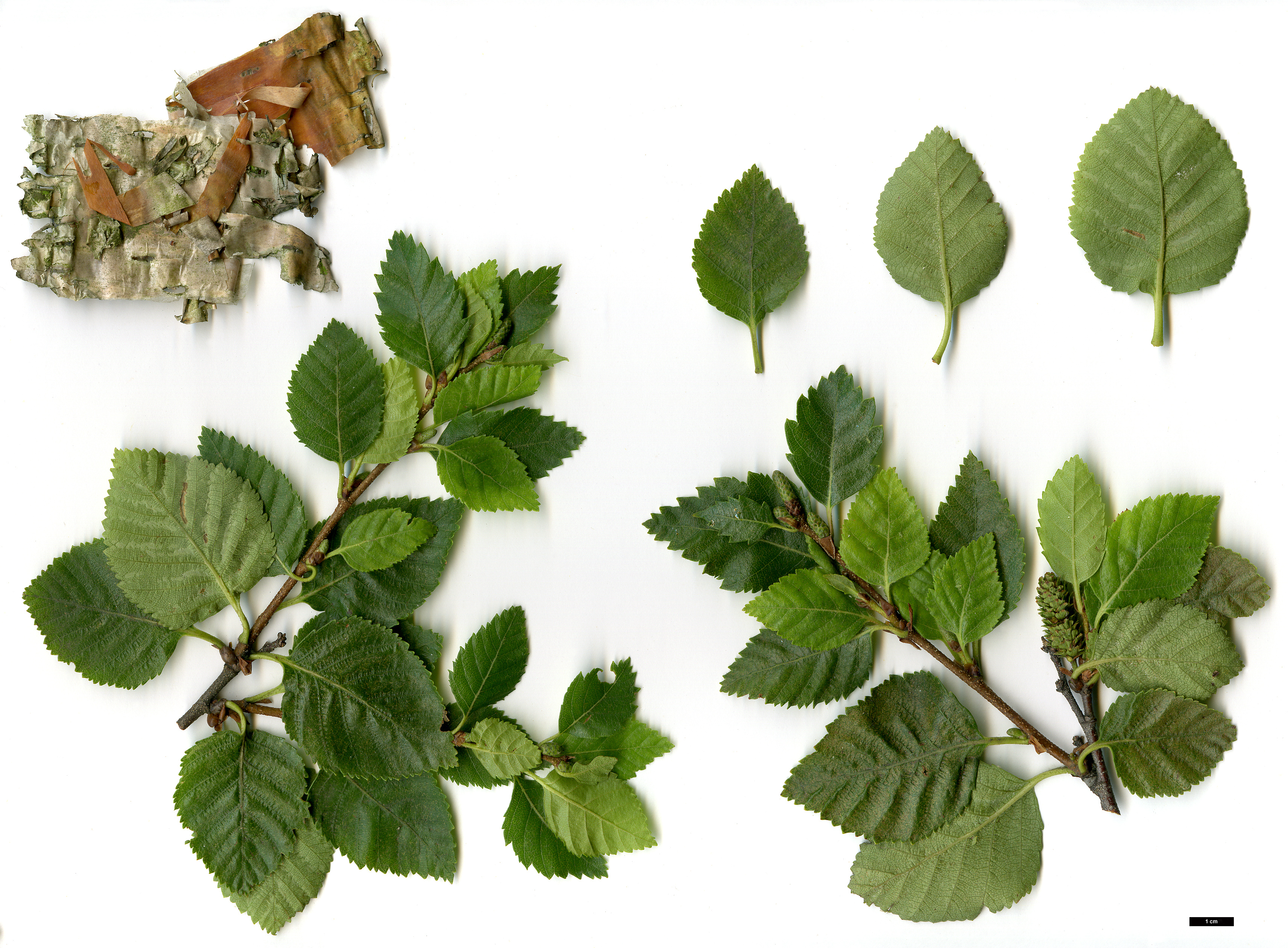 High resolution image: Family: Betulaceae - Genus: Betula - Taxon: gmelinii