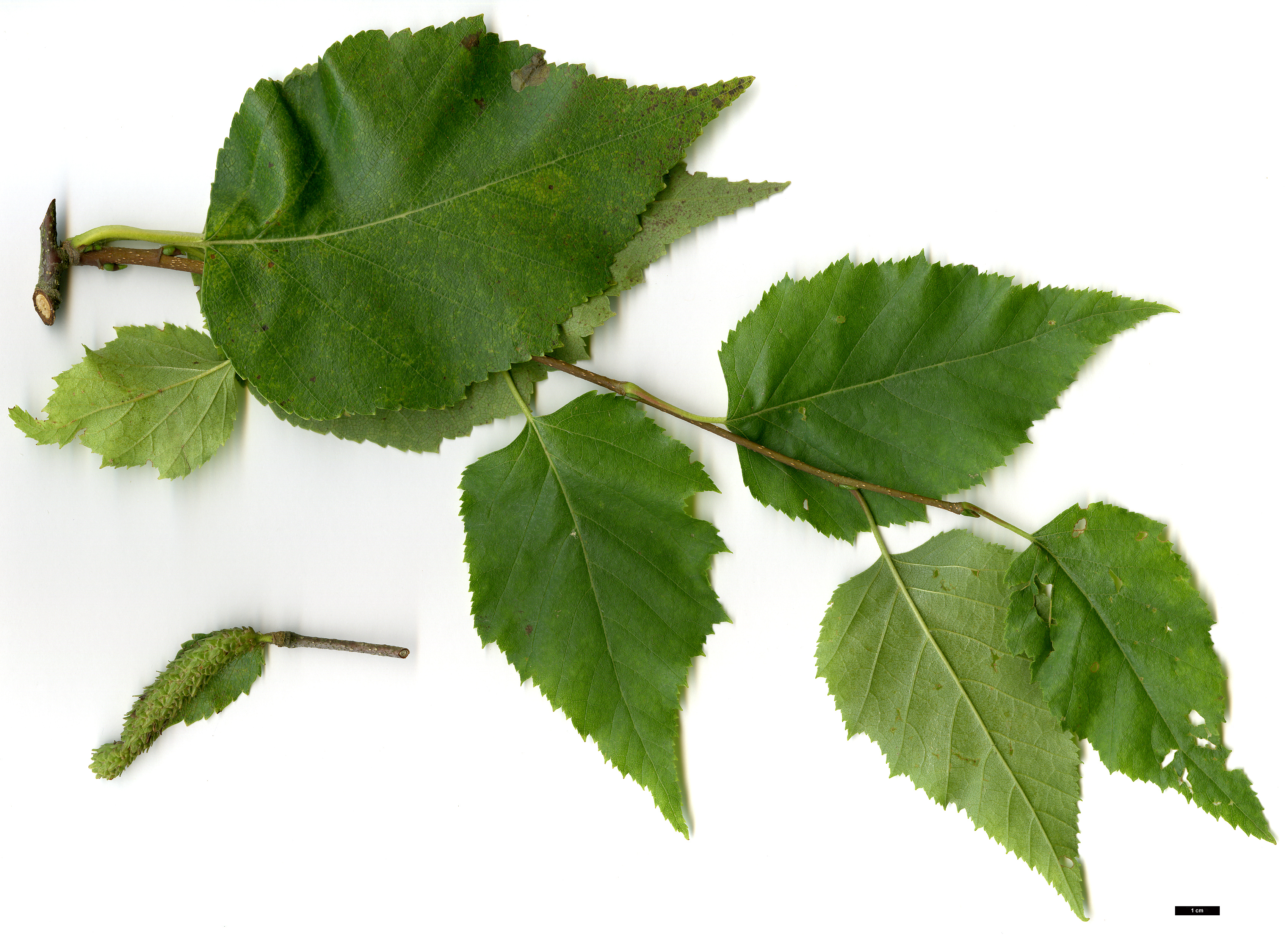 High resolution image: Family: Betulaceae - Genus: Betula - Taxon: kenaica