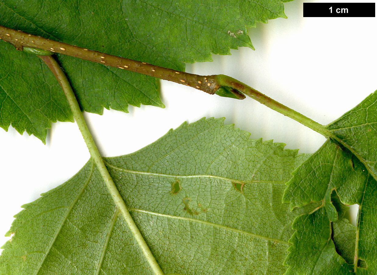 High resolution image: Family: Betulaceae - Genus: Betula - Taxon: kenaica