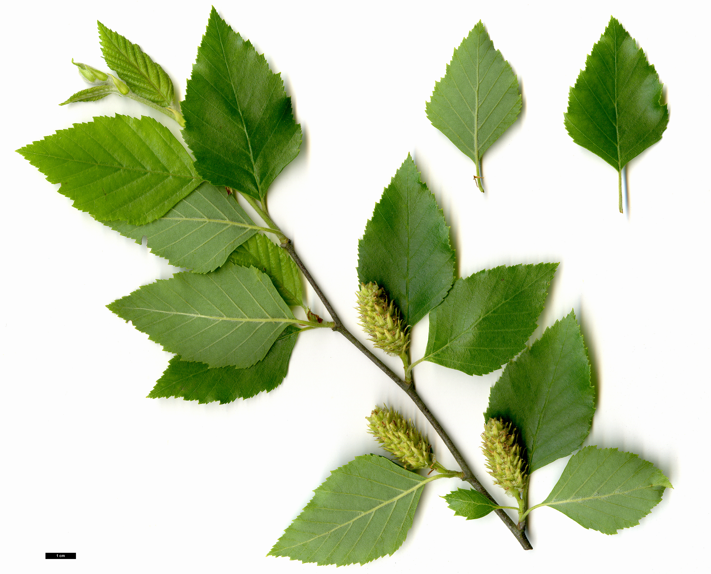 High resolution image: Family: Betulaceae - Genus: Betula - Taxon: nigra High resolution image: Family: Betulaceae - Genus: Betula - Taxon: nigra