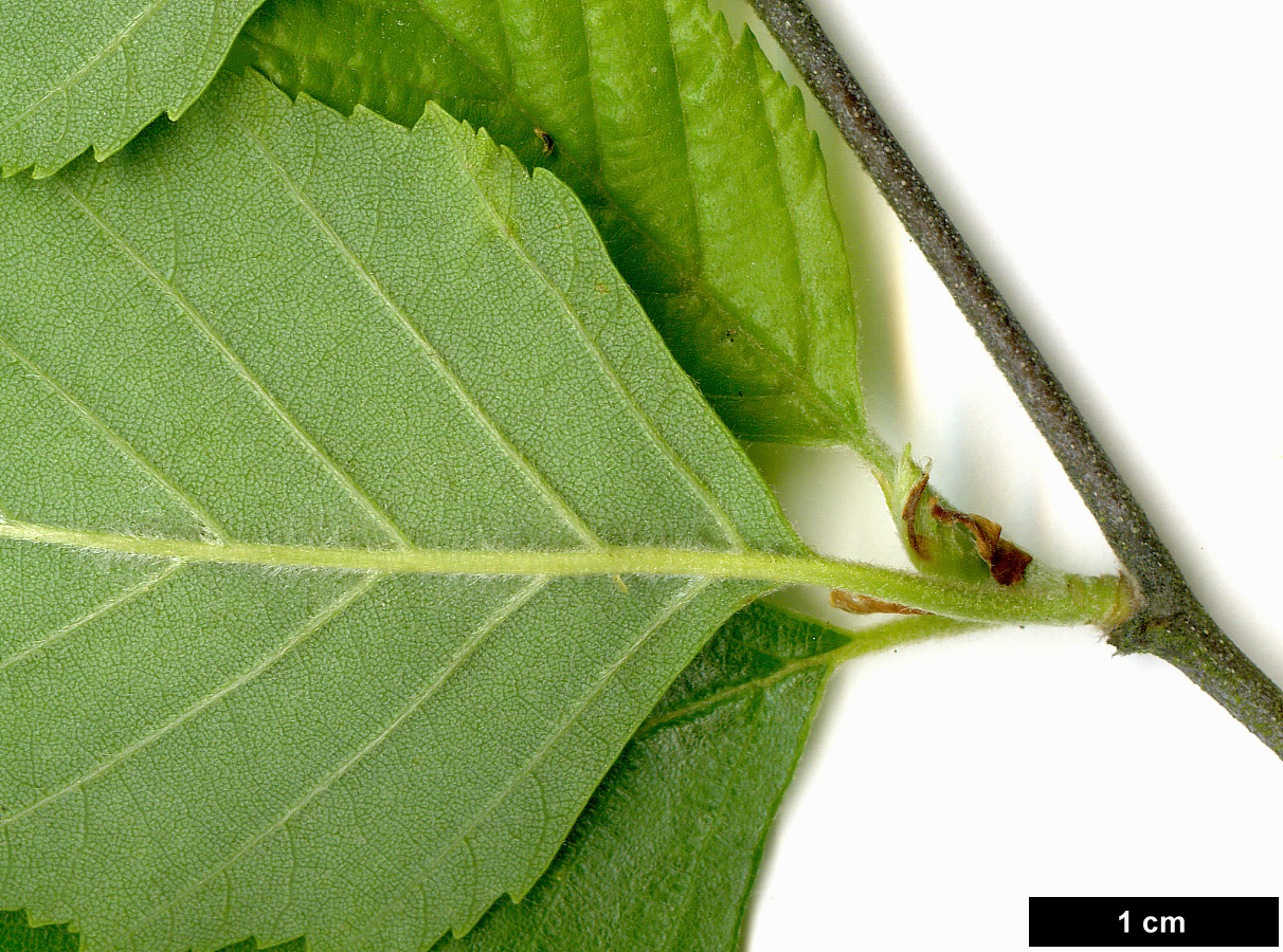 High resolution image: Family: Betulaceae - Genus: Betula - Taxon: nigra High resolution image: Family: Betulaceae - Genus: Betula - Taxon: nigra