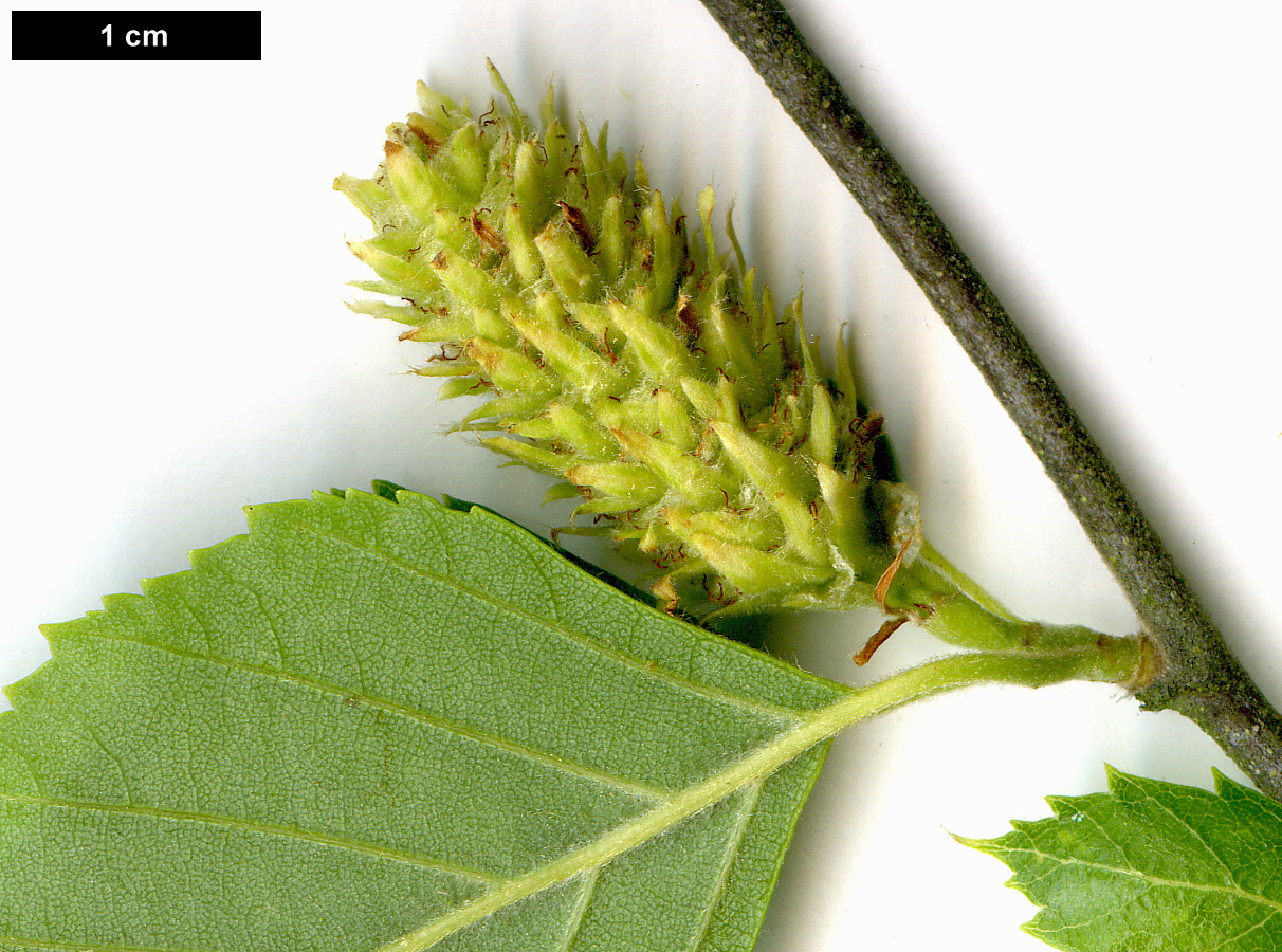 High resolution image: Family: Betulaceae - Genus: Betula - Taxon: nigra High resolution image: Family: Betulaceae - Genus: Betula - Taxon: nigra