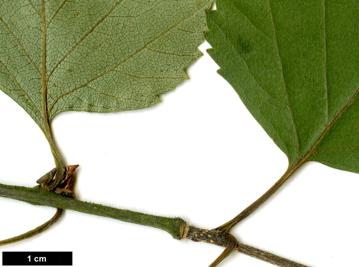 High resolution image: Family: Betulaceae - Genus: Betula - Taxon: pubescens