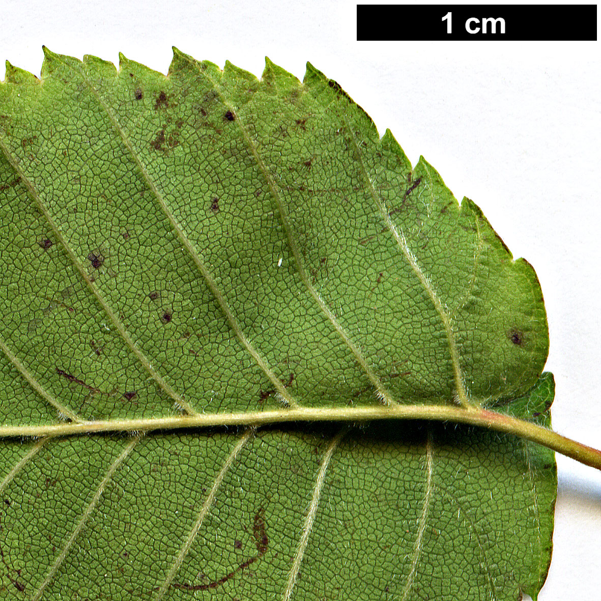 High resolution image: Family: Betulaceae - Genus: Carpinus - Taxon: fargesiana